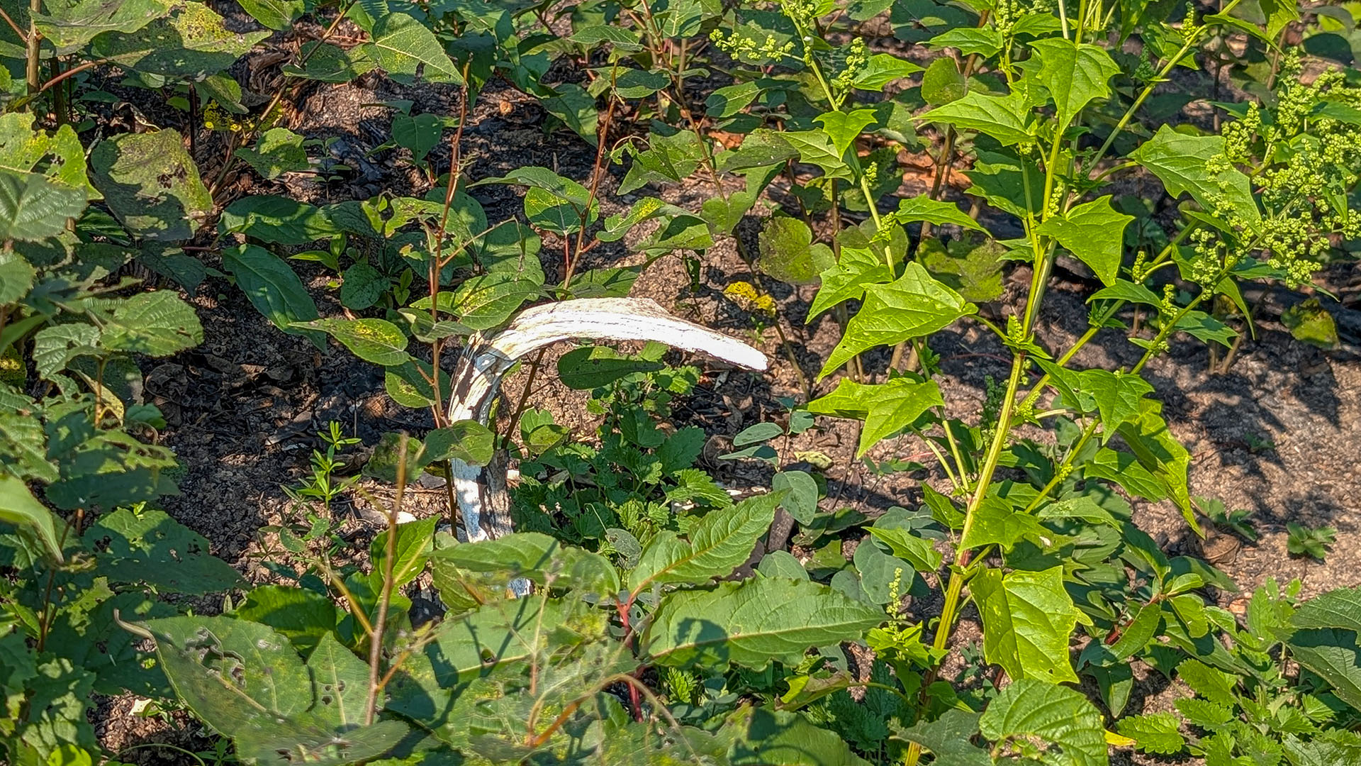 A deer antler poking our of green shoots.