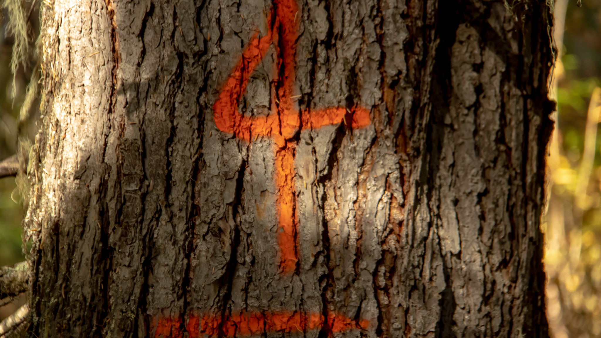 Tree tagged for logging