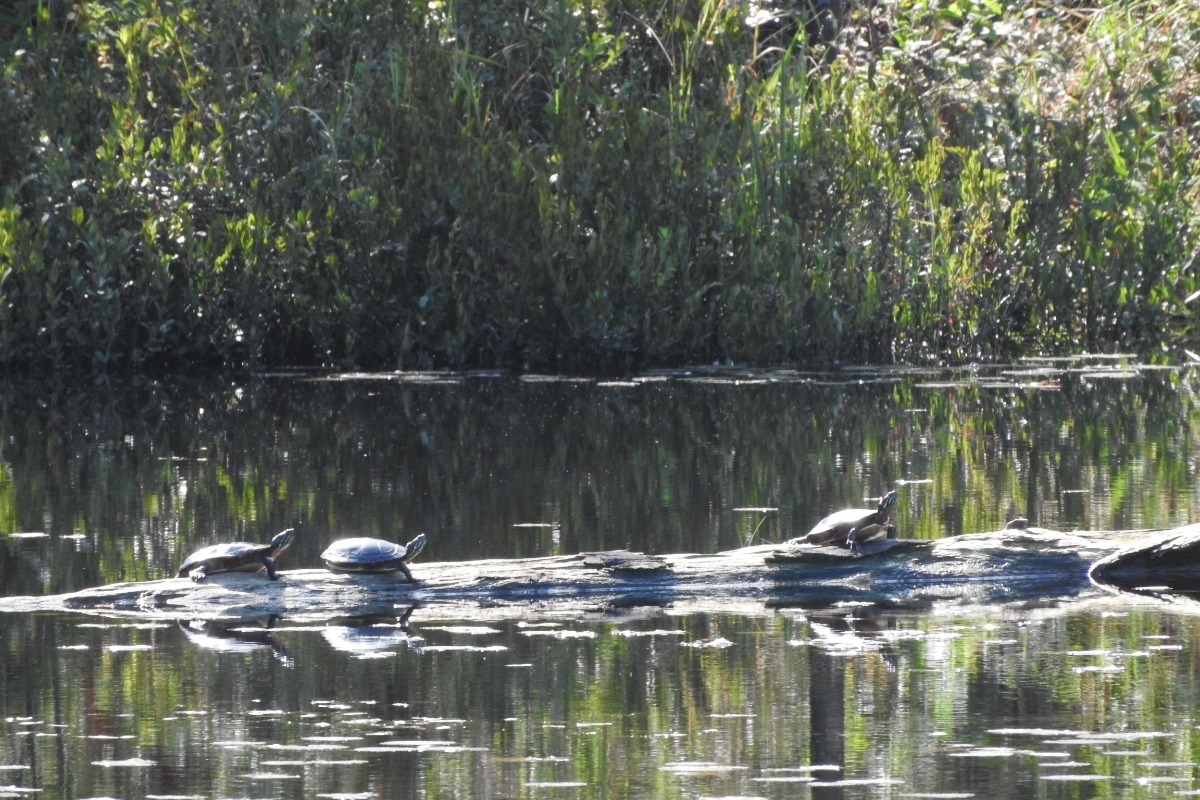 turtles on a log