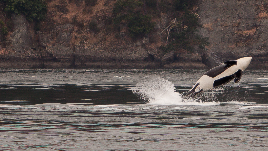 Southern resident killer whale