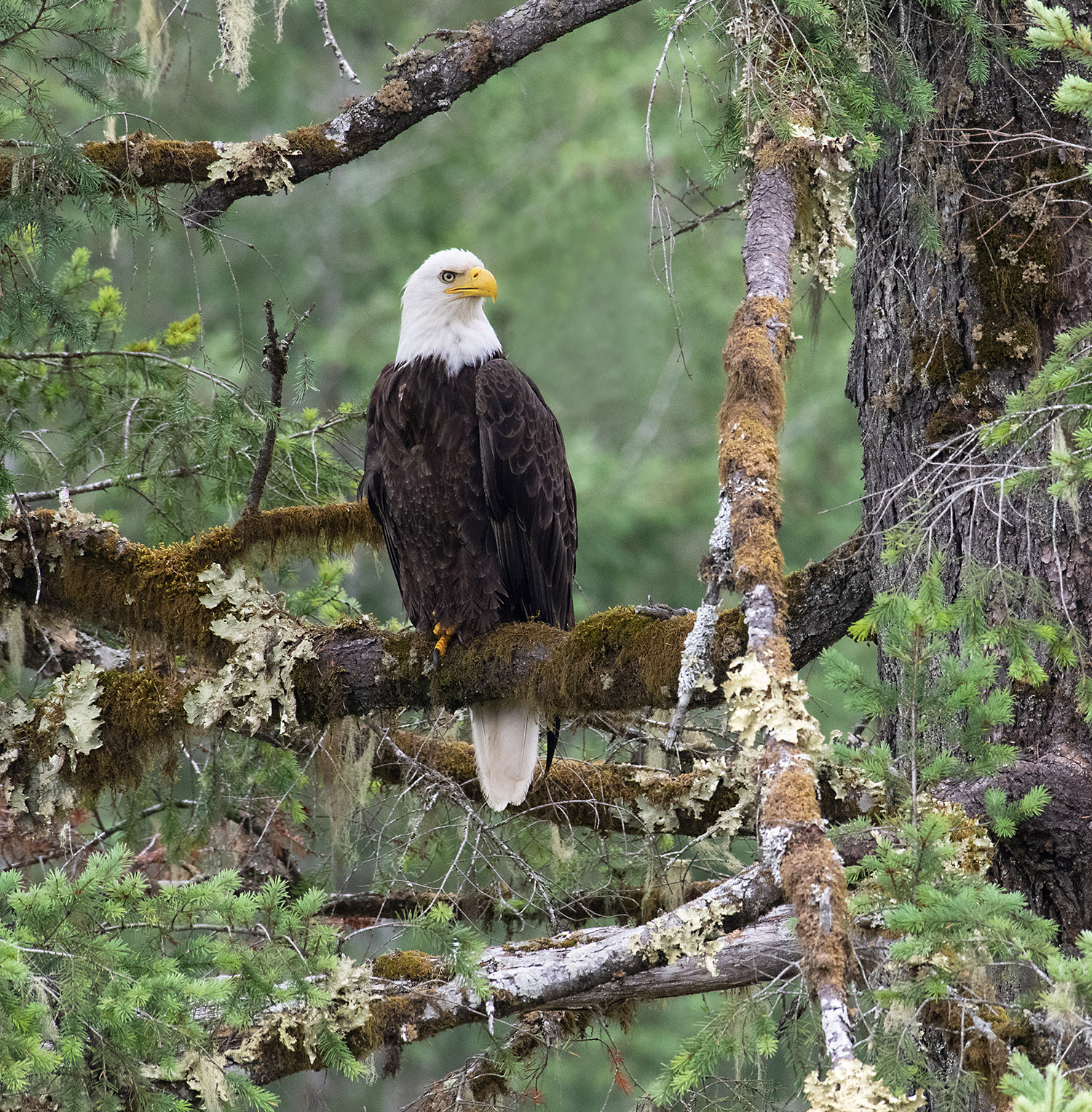 Bald eagle