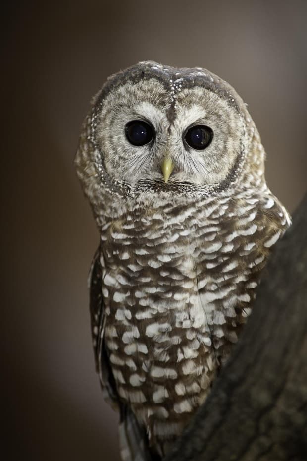 A mature northern spotted owl. Environmentalists say its habitat — old growth forests — needs better protection from logging in order for the species to recover. (Ecojustice)