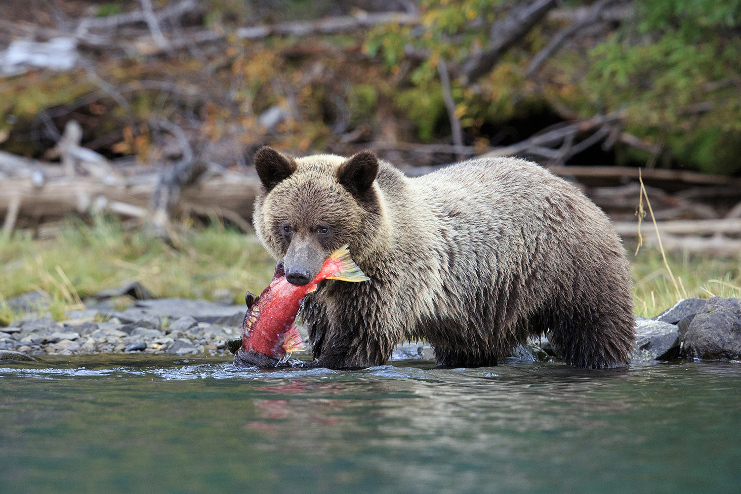 Grizzly with salmon