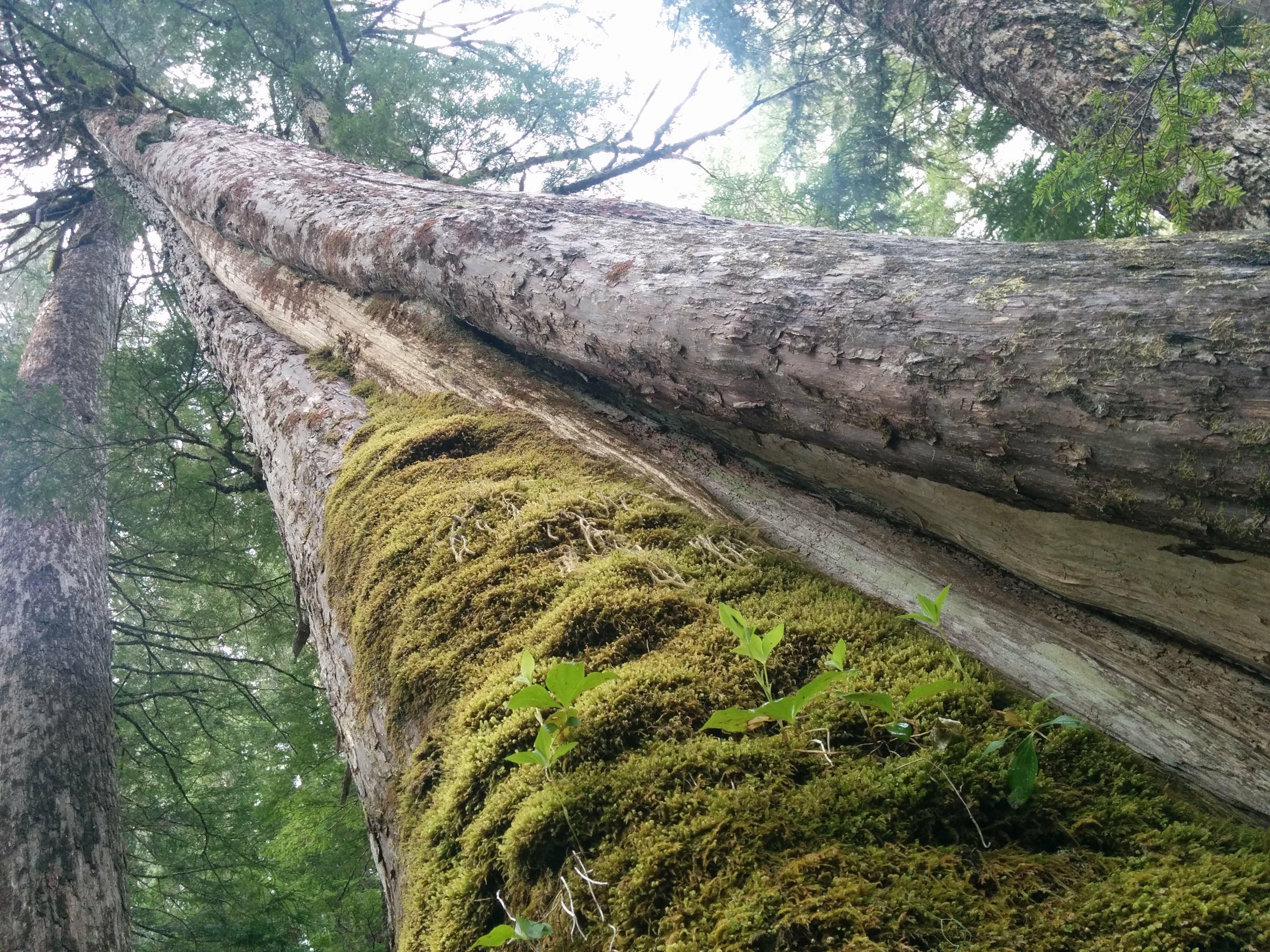 New BCTS road through old-growth in Schmidt Creek.