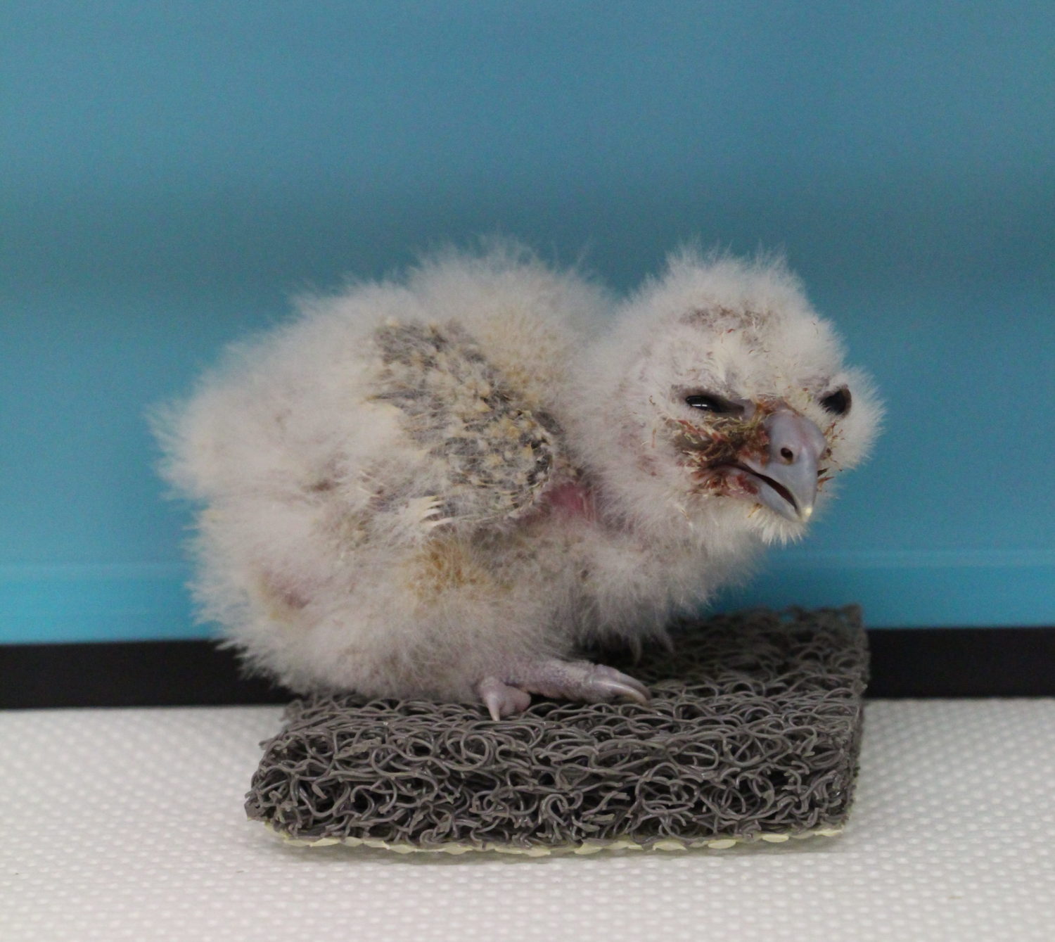 Bridget, on her return trip at 10 days old. Photo: Northern Spotted Owl Breeding Program