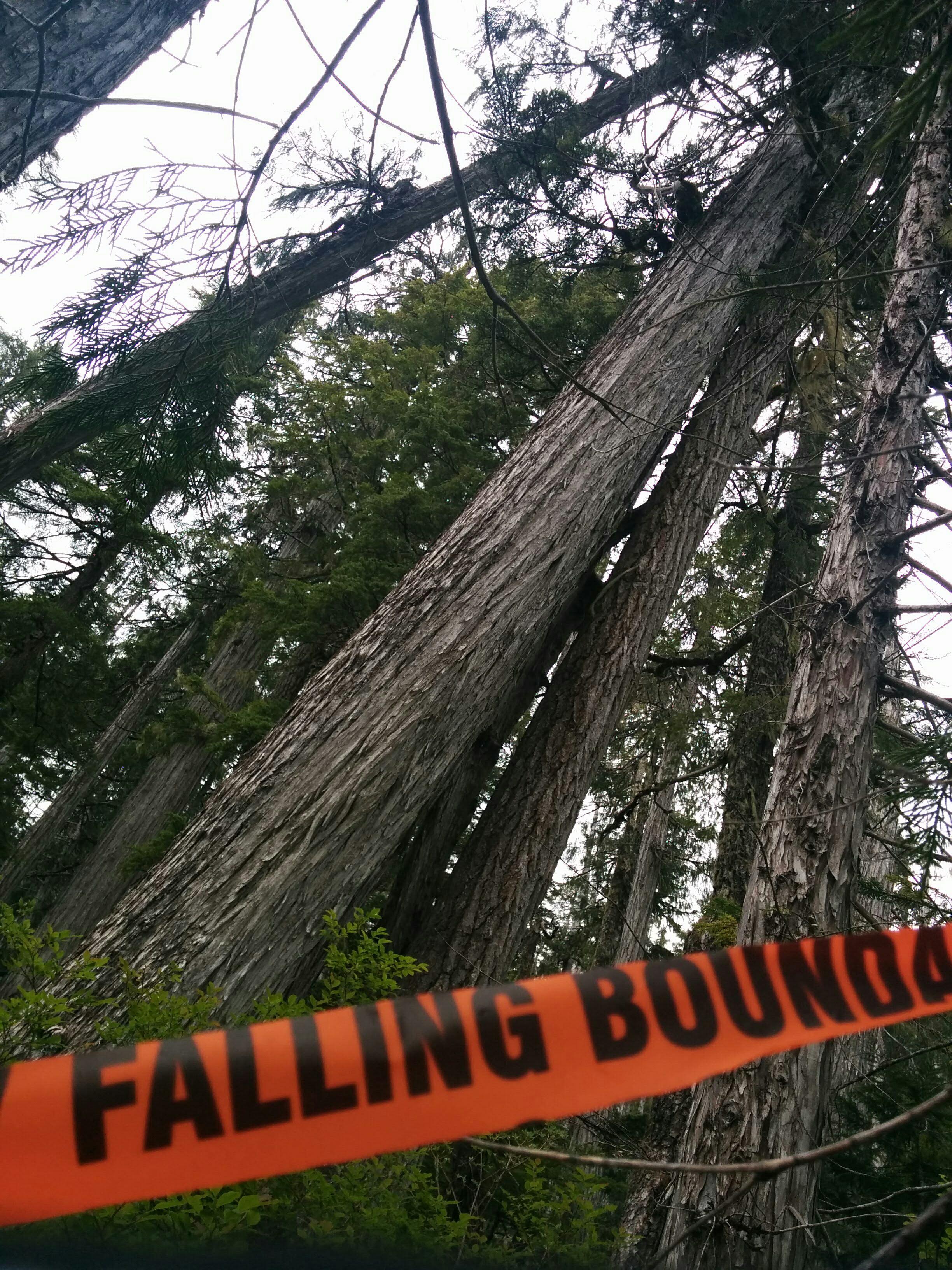 Ancient trees slated for logging by BCTS in Schmidt Creek