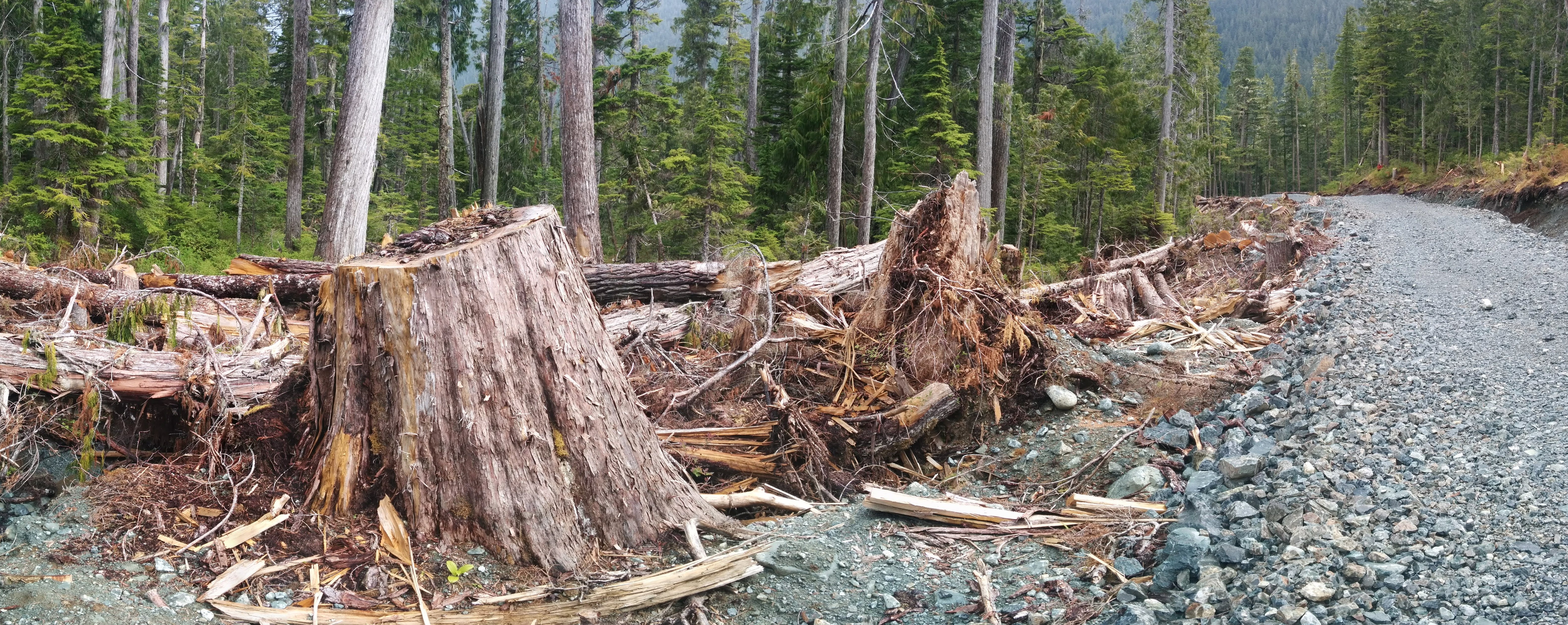 New BCTS logging road in Schmidt Creek