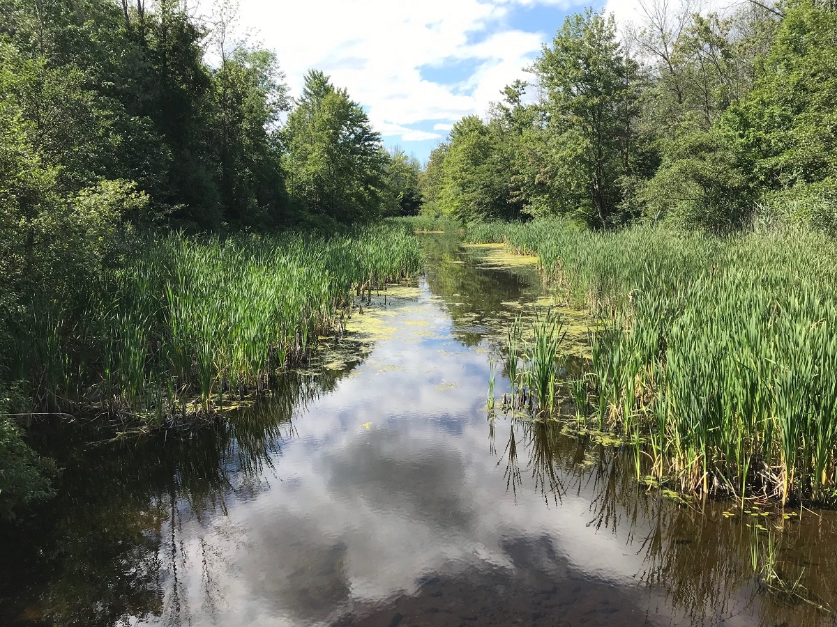 Beverly swamp, ON (WC Files).