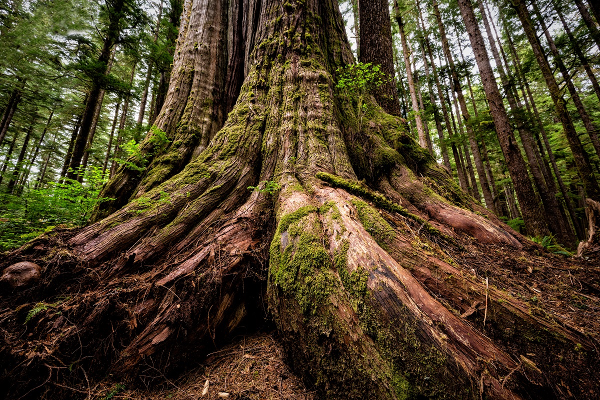 Western red cedar, Port Renfrew, B.C. (Dave Hutchison).