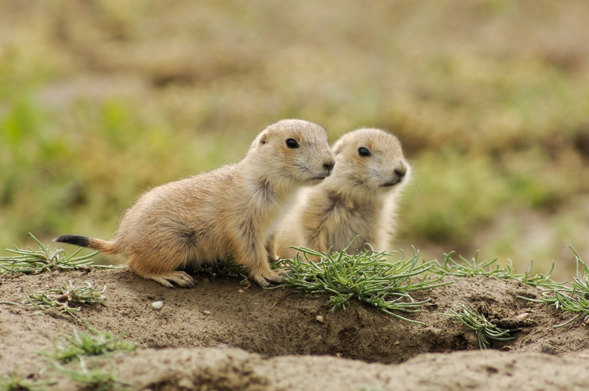 Photo:Black-tailed prairie dogs — threatened(DonJohnstonphotos.com).