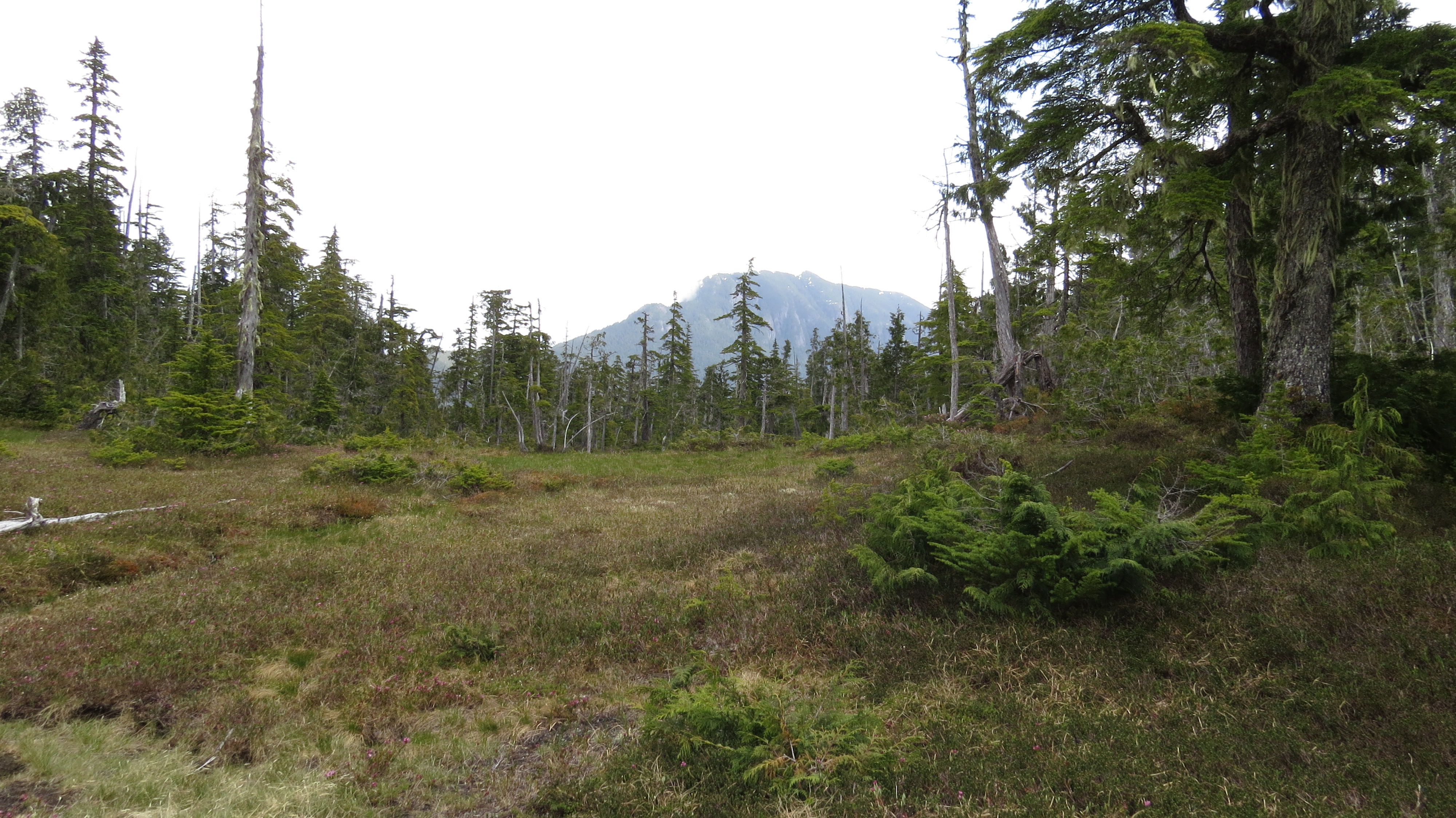 Bog ecosystem with BCTS road proposed through it in Schmidt Creek