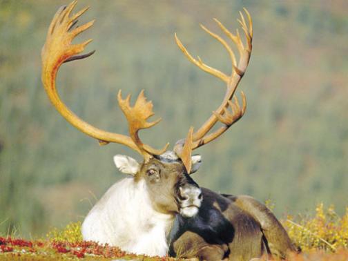 boreal caribou