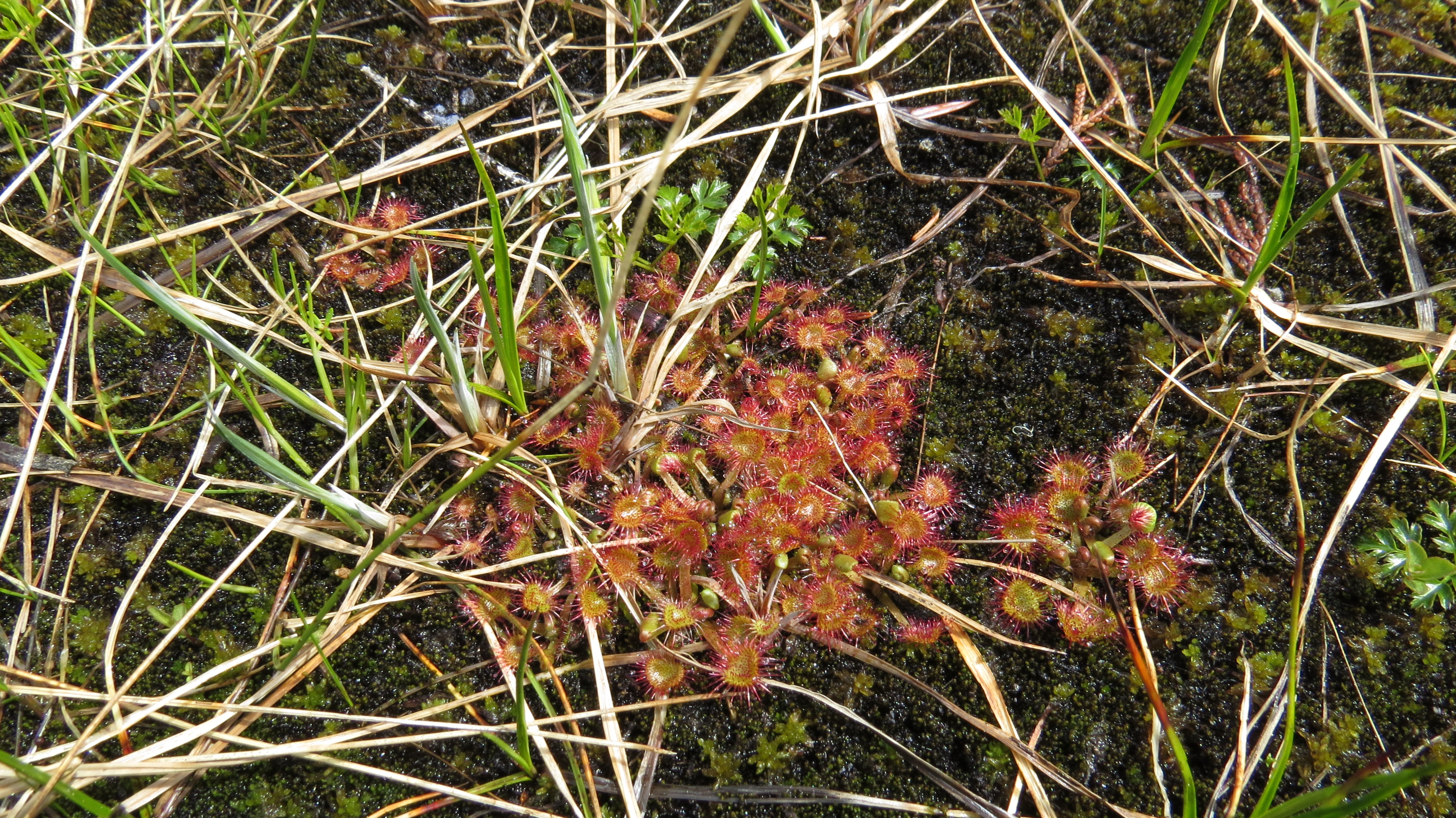 Carnivorous plant (sundew) inside bog threatened by BCTS logging