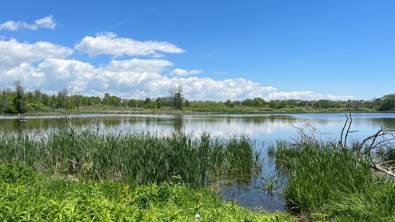 Save Ontario Wetlands from Sprawl