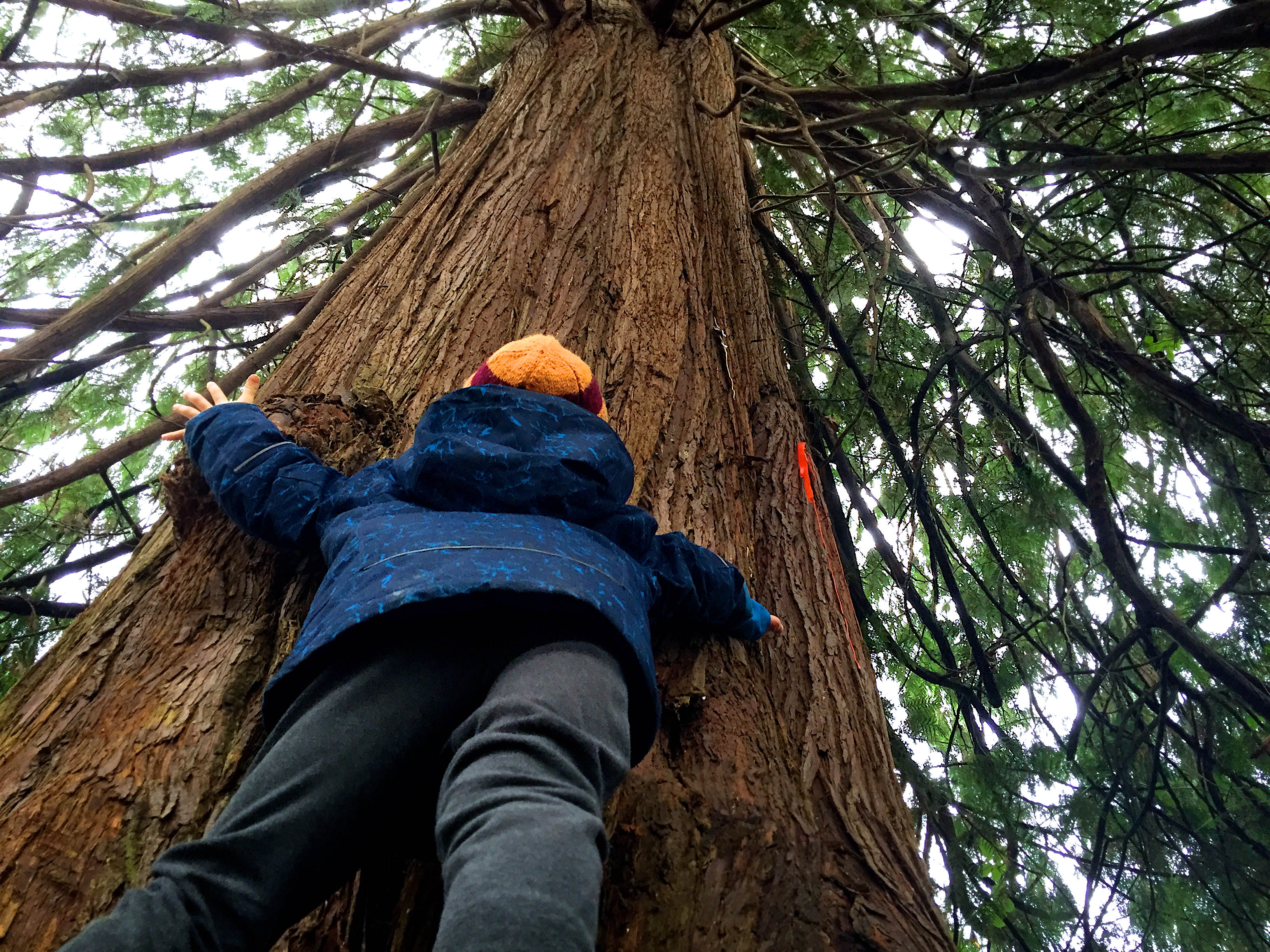 Child hugging a cedar tree