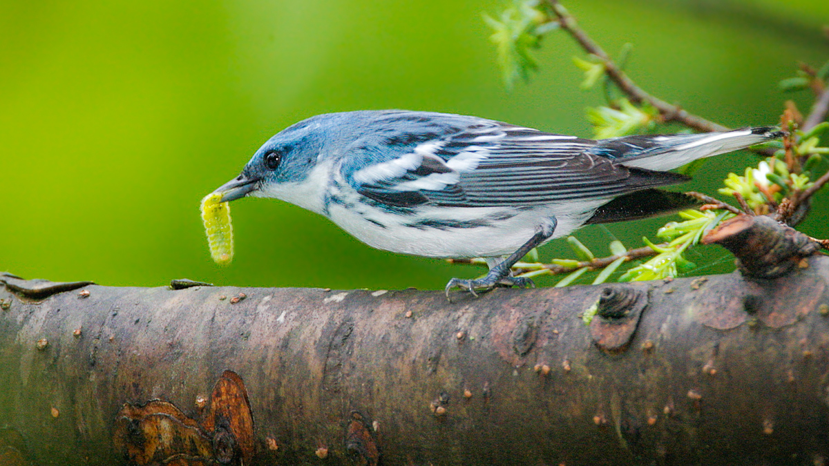 Photo: cerulean warbler (Jeff Nadler).