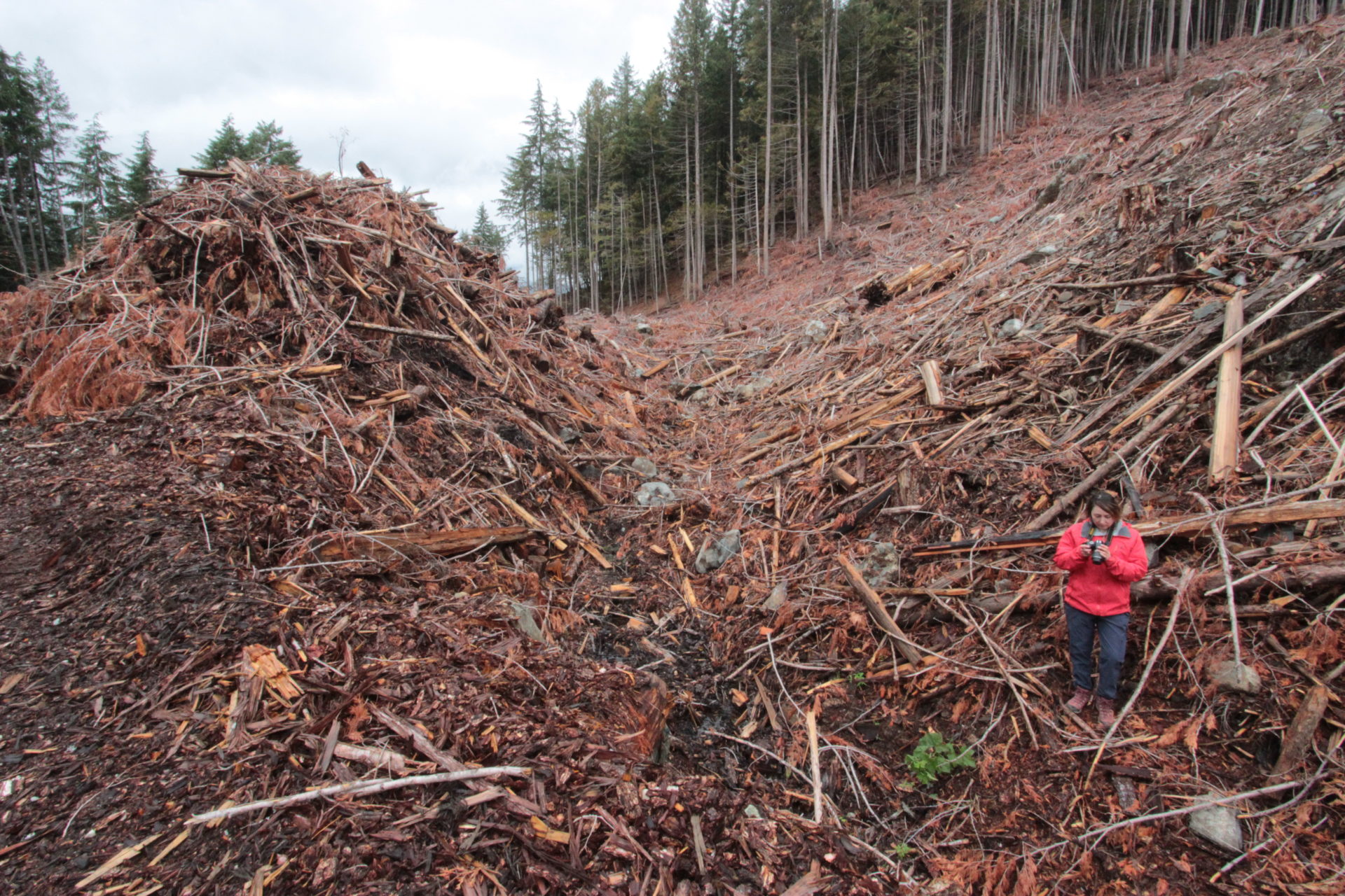 Charlotte Dawe, conservation and policy campaigner with the Wilderness Committee, stands in the Karen Creek clearcut. The Karen Creek watershed is located just east of Hope, B.C., and just off the Coquihalla Highway, within a Wildlife Habitat Area designated by the B.C. government to preserve spotted owl forest habitat. Photo: Wilderness Committee
