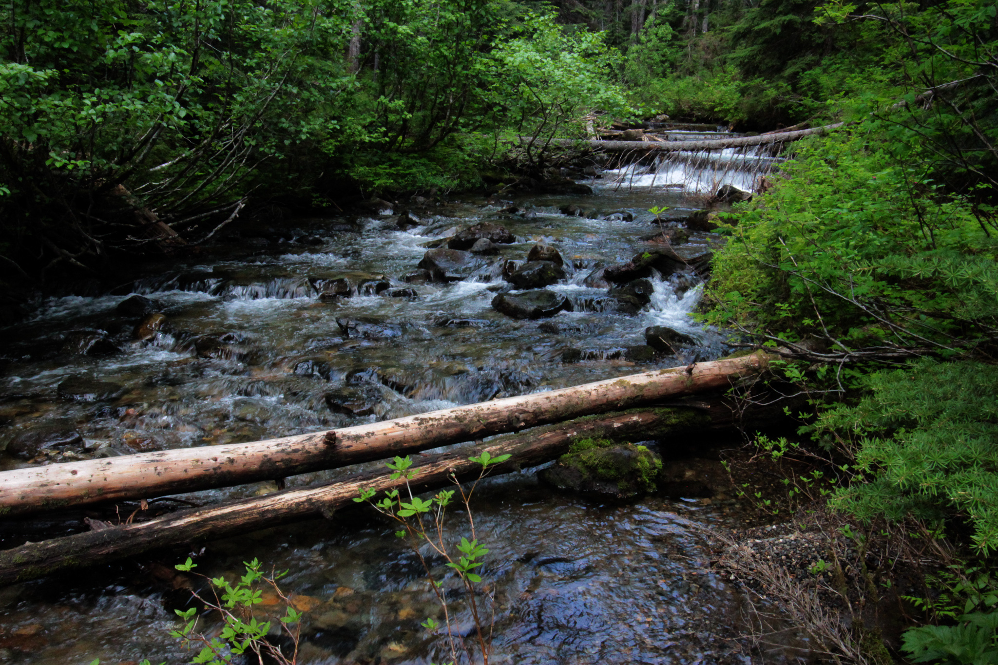 26 Mile Creek, Skagit Headwaters (Joe Foy).