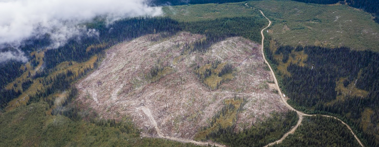 Core southern mountain caribou habitat logged with the approval of BC Timber Sales