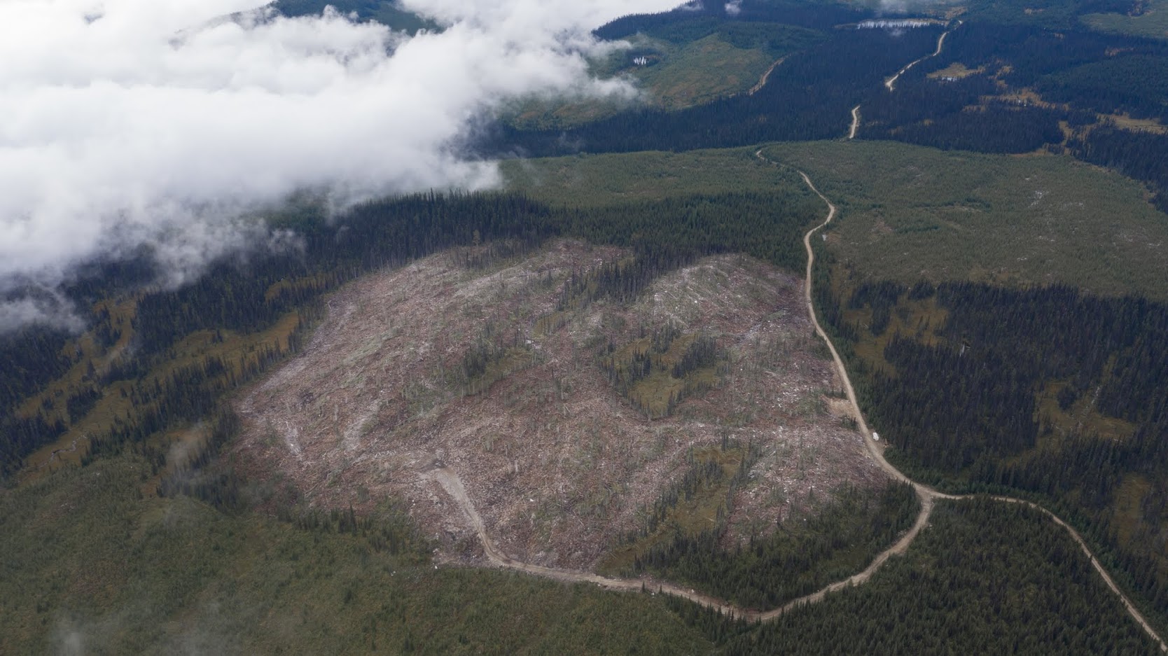 Logging in the Well's Gray southern mountain caribou core critical habitat. Clearcut logging has occured in an area larger than 500 CFL football fields. Photo: Burning Hearts Media and Wildlife Defence League