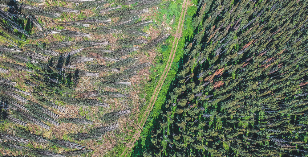 Cutblock R316. Recently logged caribou old-growth habitat. Located east of Clearwater Valley, BC (WC files).