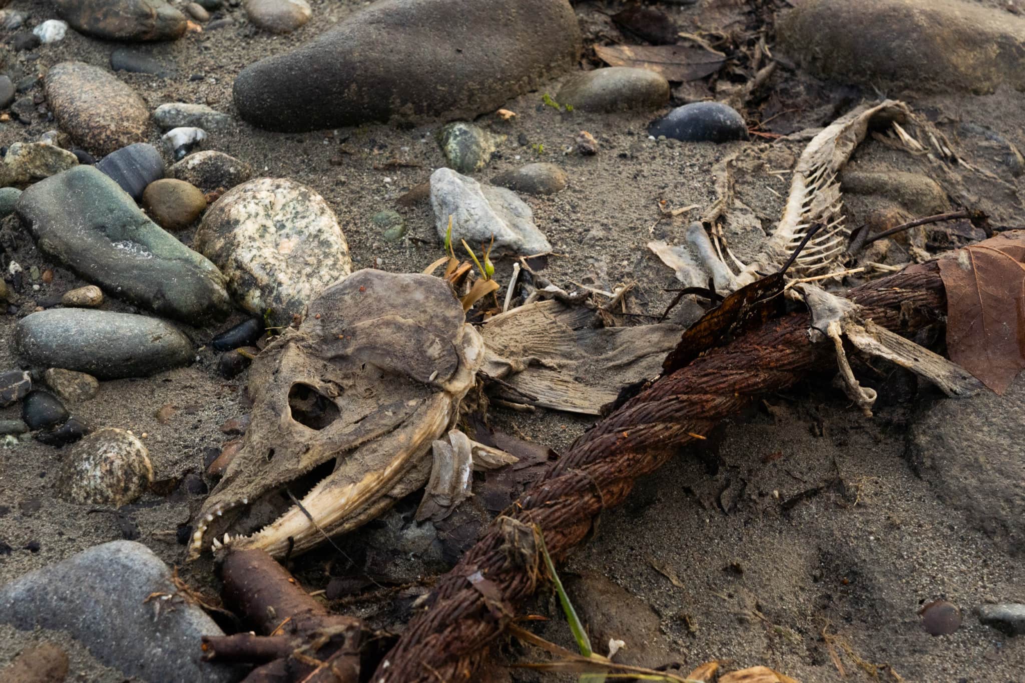 The remains of a spawned-out salmon on the sandy bank of the Skagit River. The metal cord is a remnant of former logging activities in the area. Photo: Fernando Lessa / The Narwhal