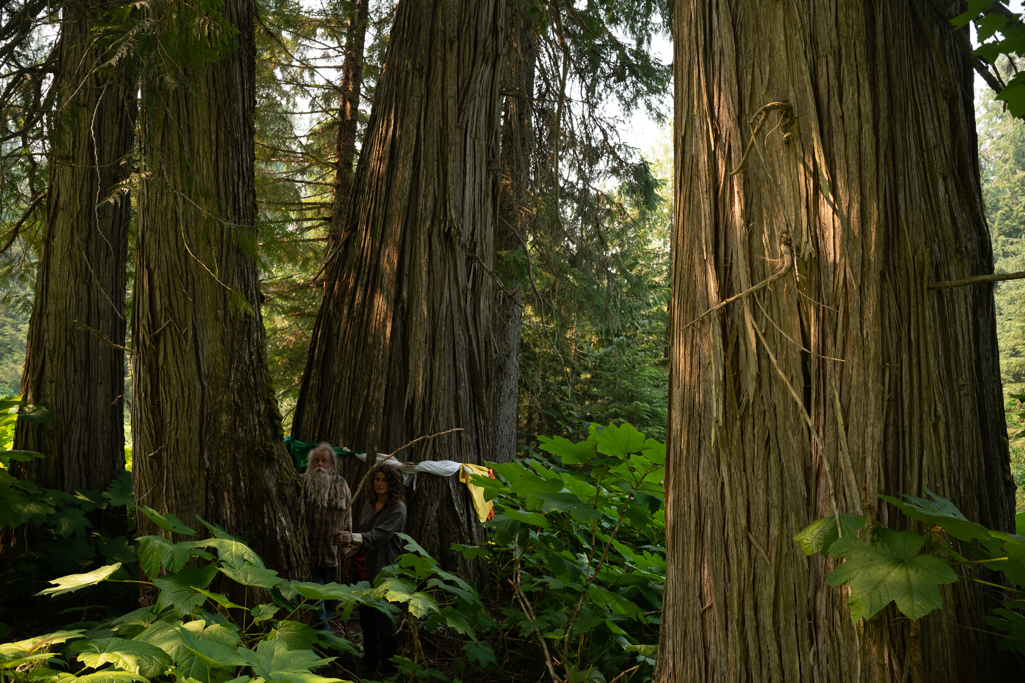 Tree blessed with ceremonial flags during the ceremony on July 11 (Photo:Old Growth Revylution)