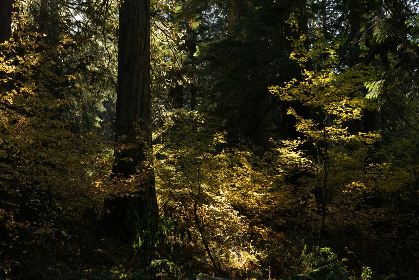 Old-growth forest in the Skagit River area. Photo: Fernando Lessa / The Narwhal