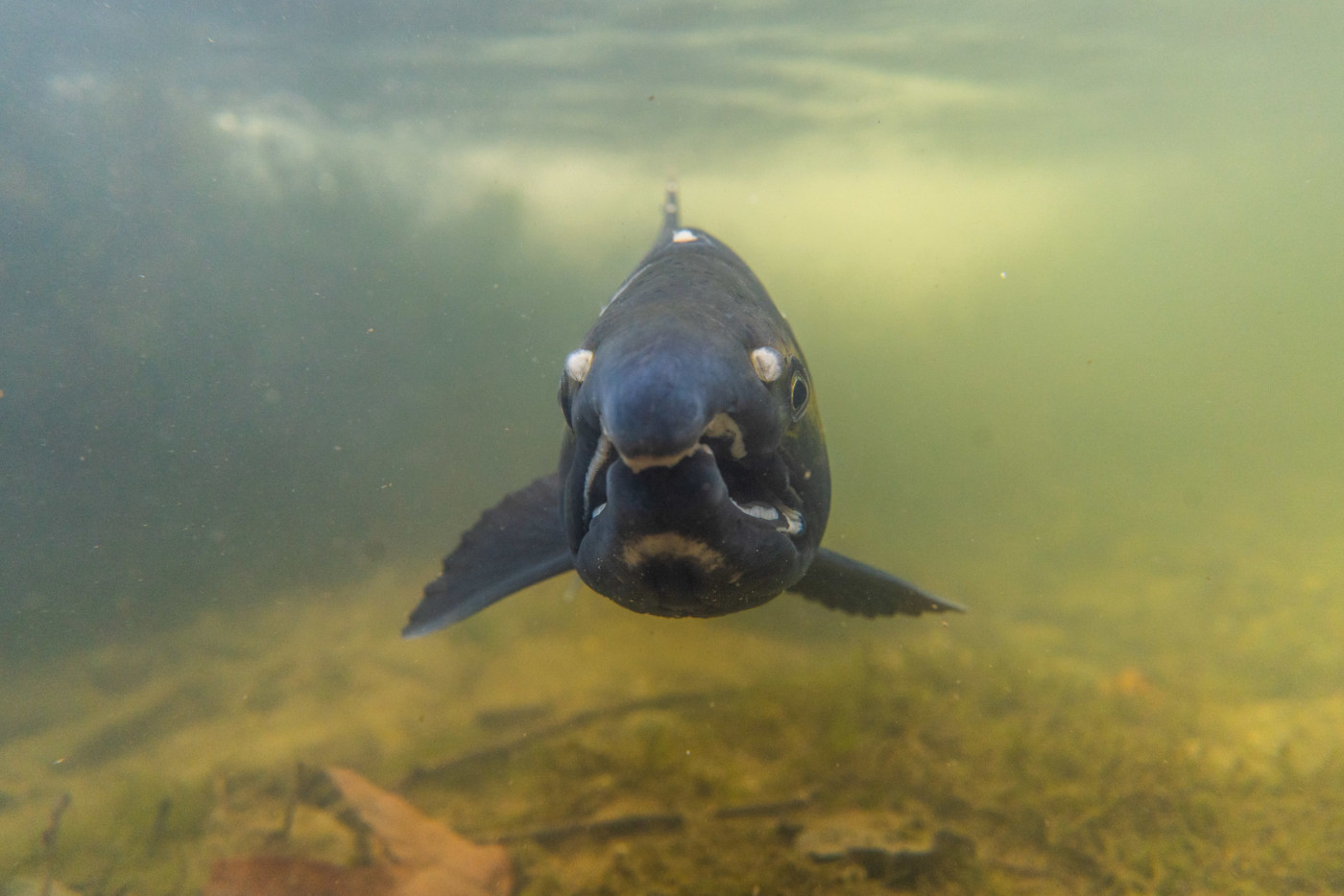 A male Coho salmon in Clarks Creek, Washington. Photo: Fernando Lessa / The Narwhal