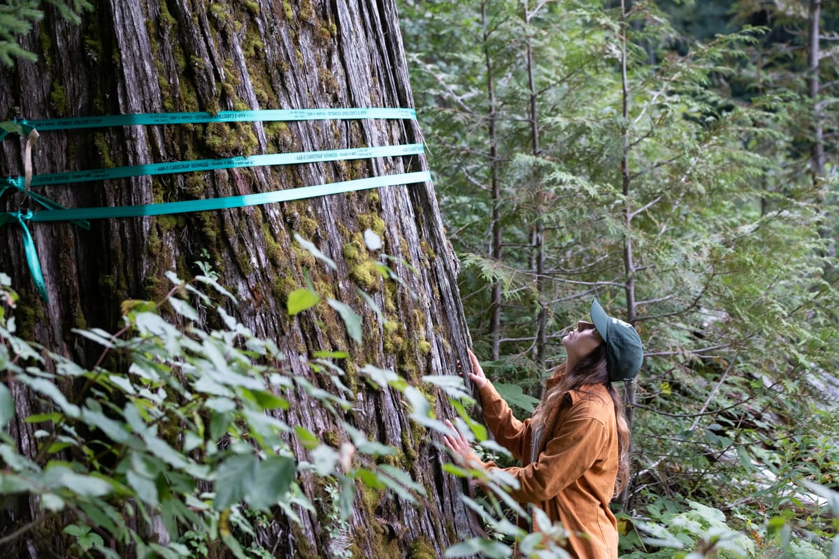 Wilderness Committee conservation and policy campaigner Charlotte Dawe looks at a tree set to be logged in the Argonaut Creek drainage. Photo: Wilderness Committee