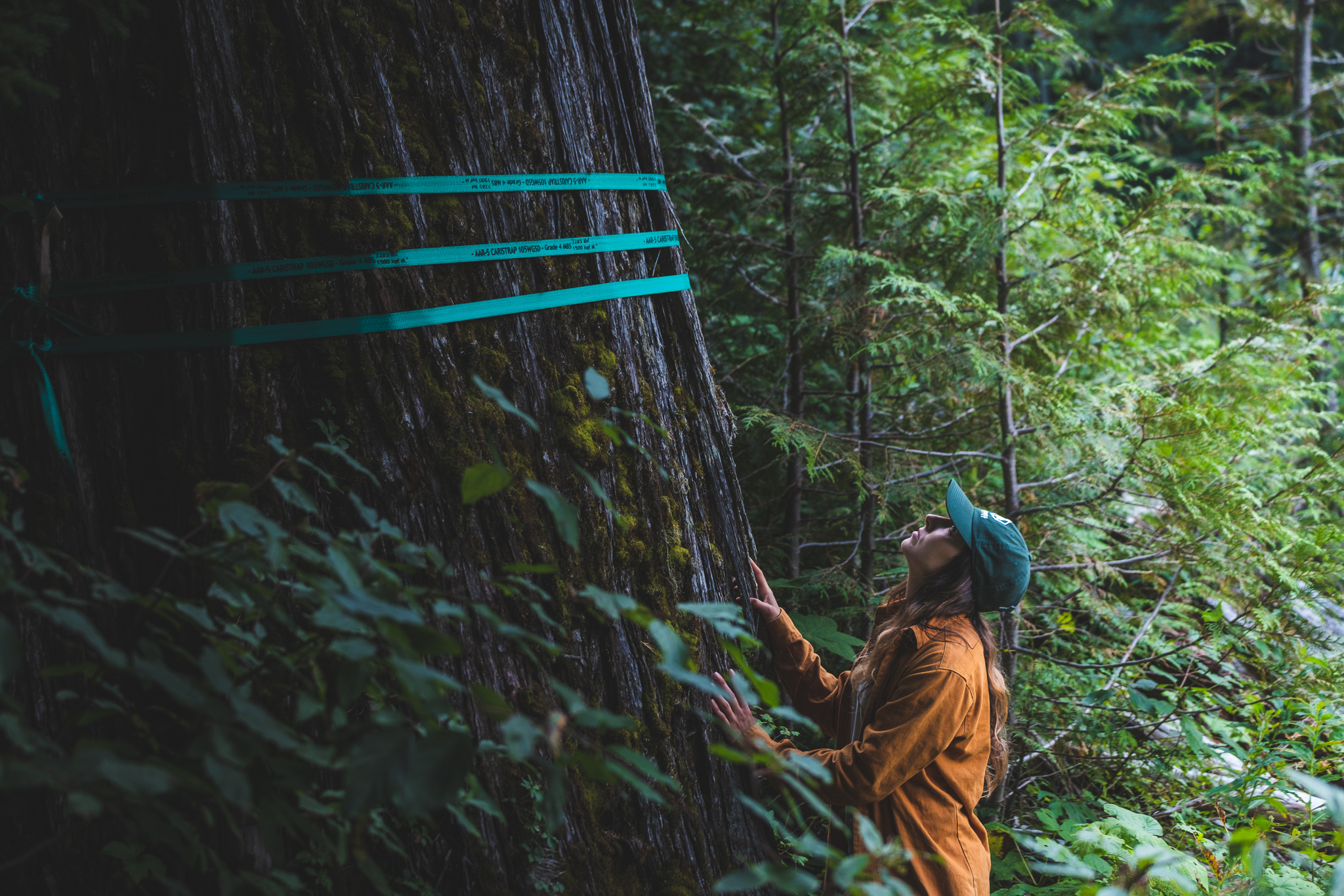 Old-growth slated to be logged