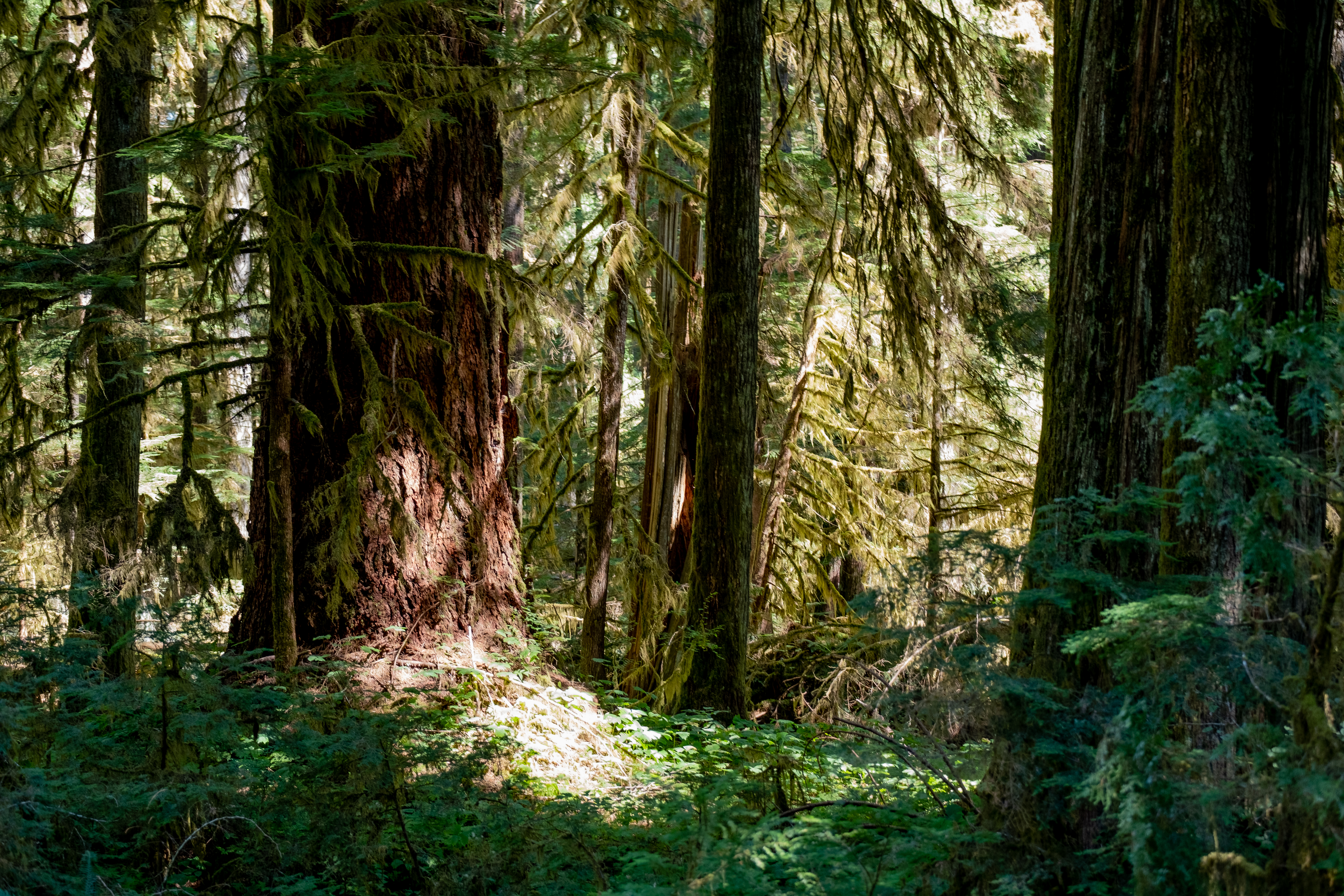 Old-growth tree in forest