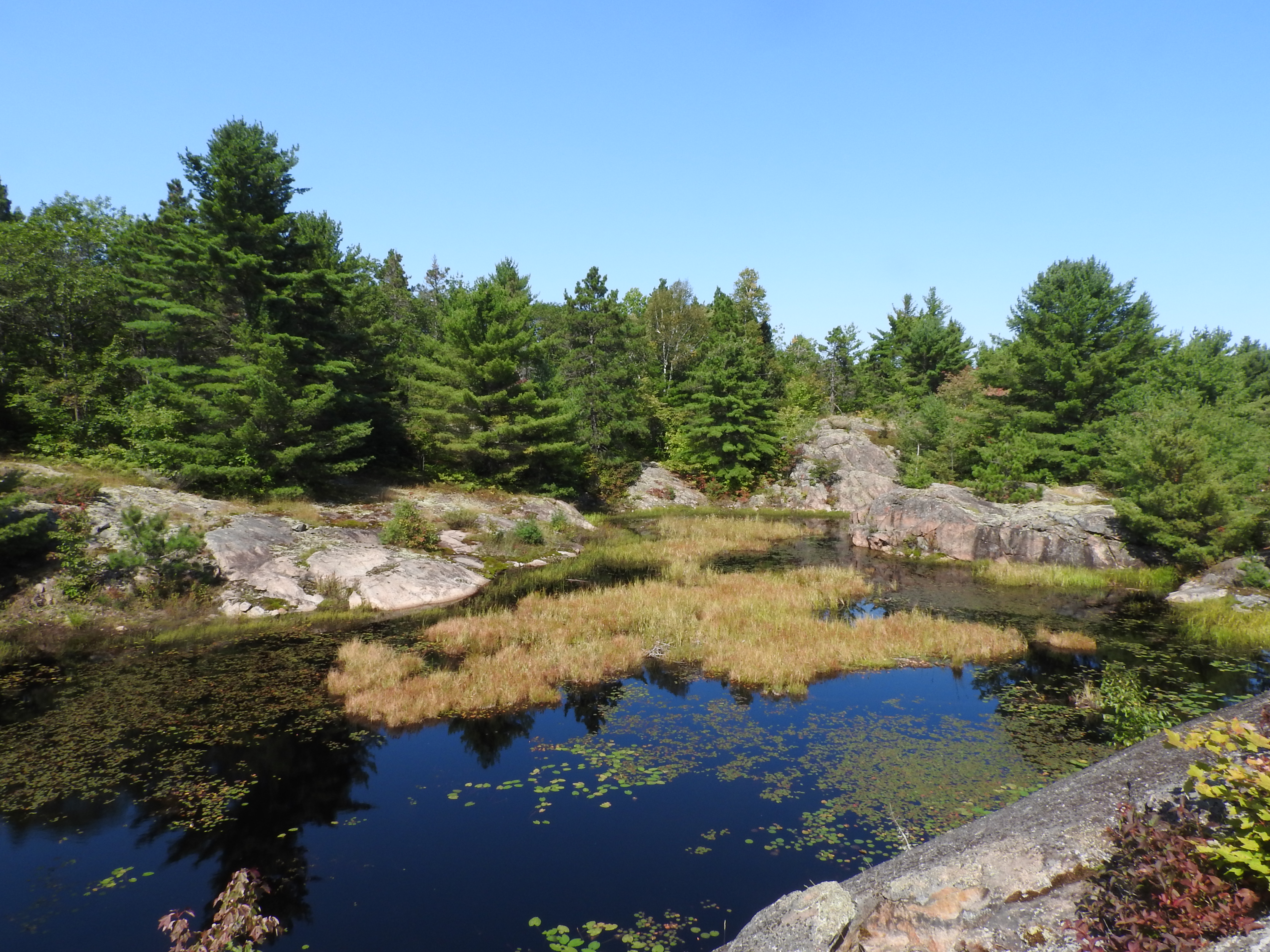 wetland