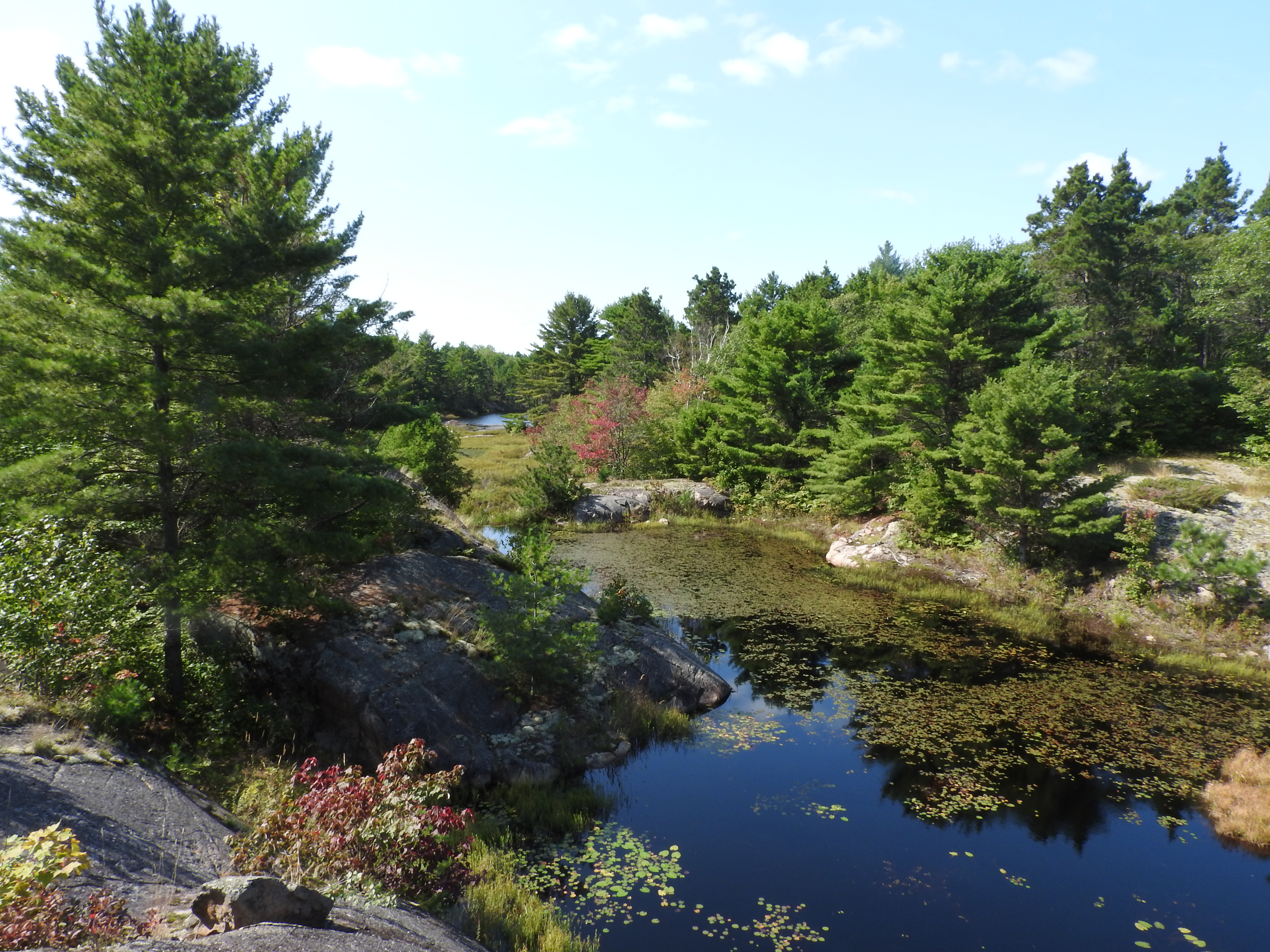 wetland 2