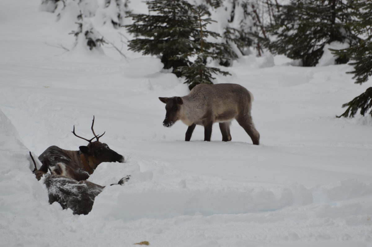 Upon relocation, survivors from the South Selkirk and South Purcell herds rouse from sedation to find Grace, a curious youngster. Grace, born in a maternity pen for endangered caribou, became the sole remaining member of the Revelstoke herd after her mother was killed by wolves. Photo: B.C. Ministry of Forests, Lands and Natural Resource Operations