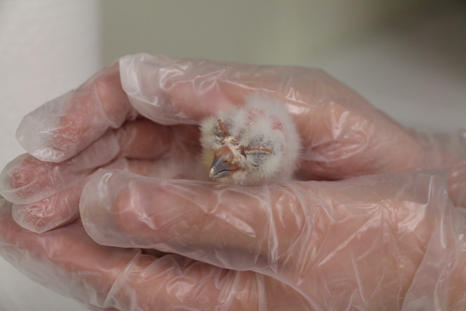 Dante at three to five days old. Photo: Northern Spotted Owl Breeding Centre