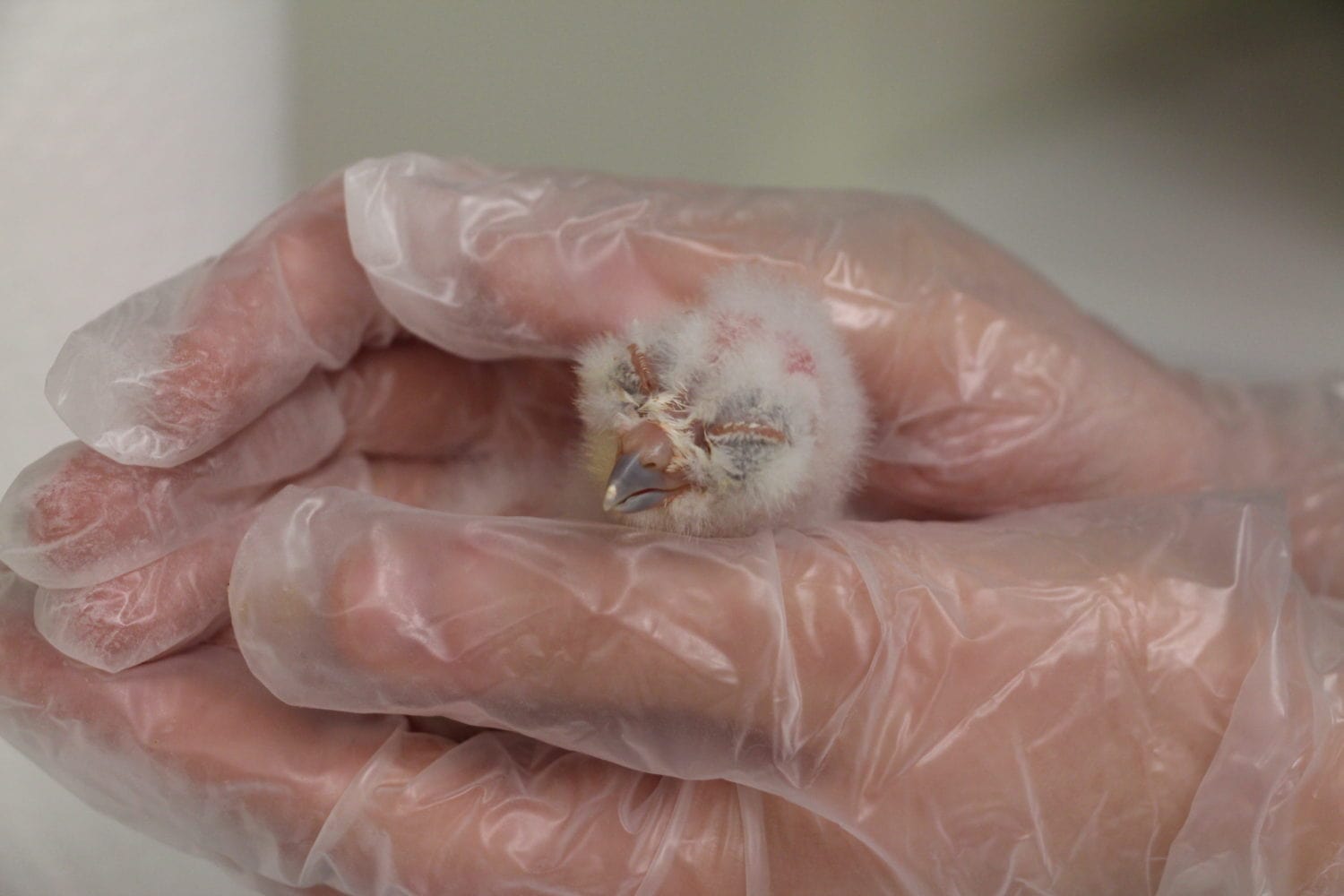 Dante, a spotted owl chick hatched in a laboratory incubator at a B.C. government-funded spotted owl breeding centre. Dante is three to five days old in the photo. Photo: Northern Spotted Owl Breeding Centre