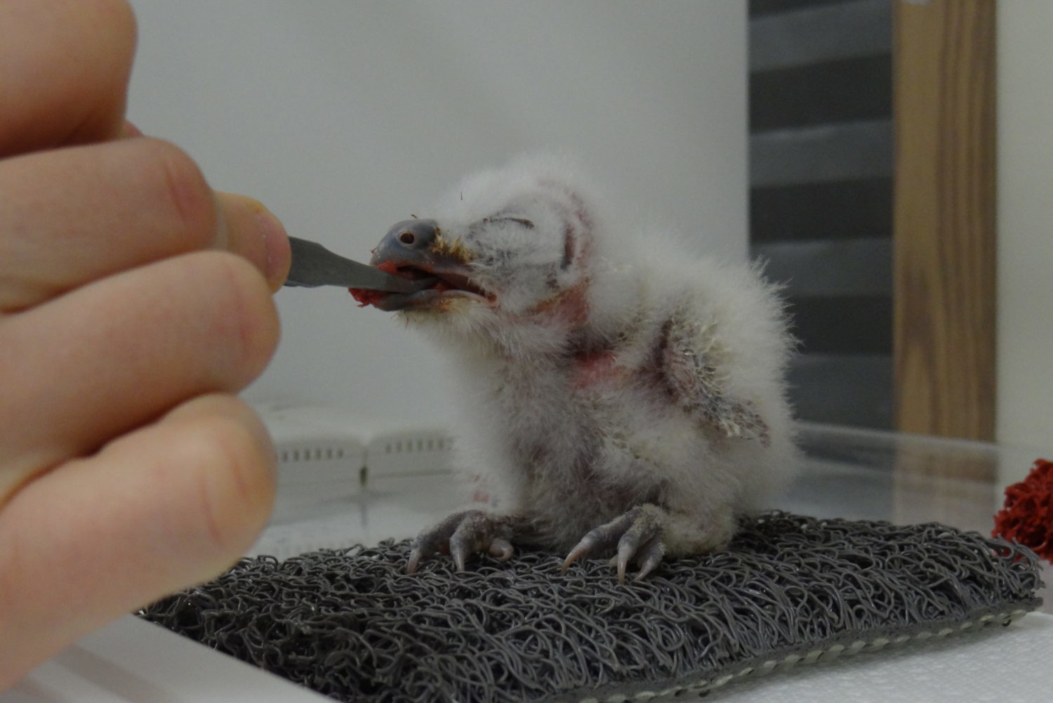 Dante at about 10 days old being fed raw, euthanized rat meat. Photo: Northern Spotted Owl Breeding Centre