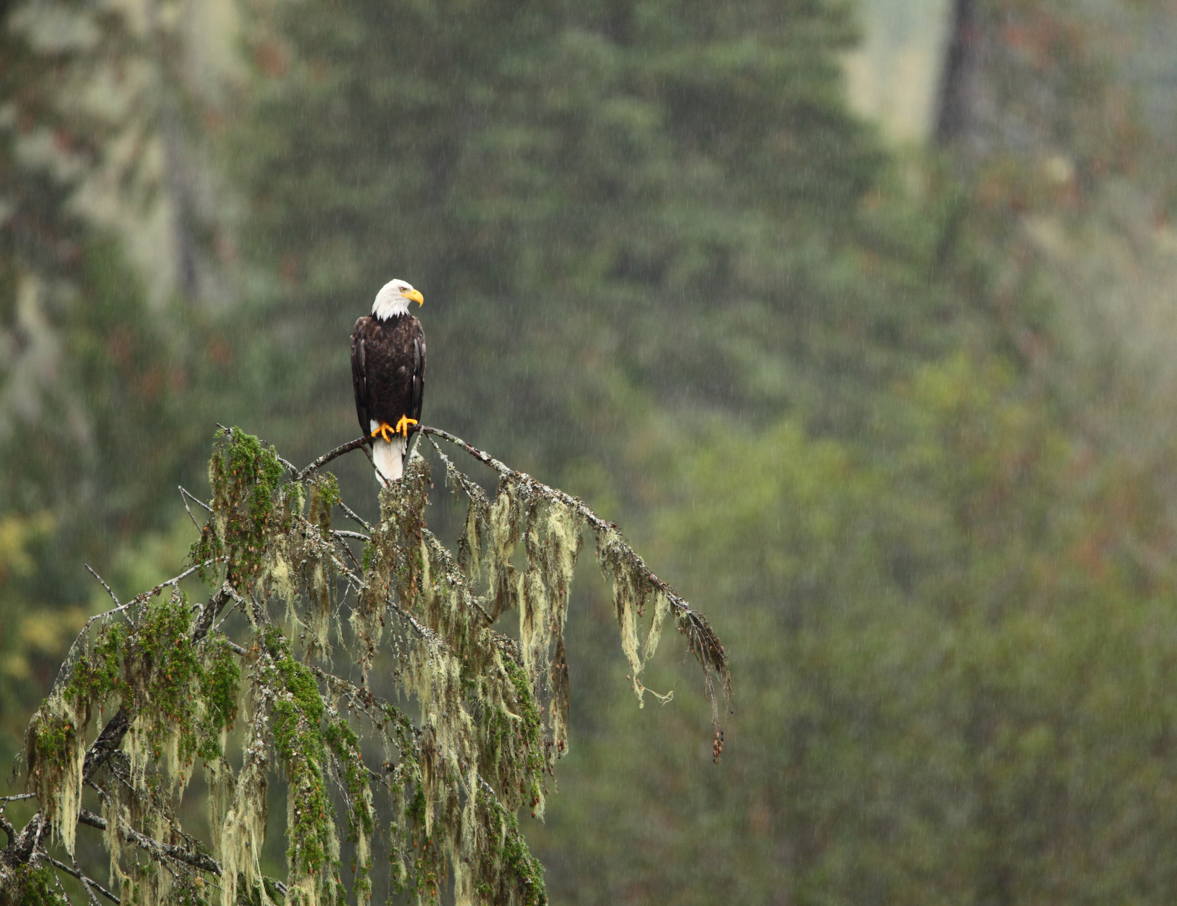 Bald eagle on lichen covered trees Inland Rainforest (Jacob Dulisse).
