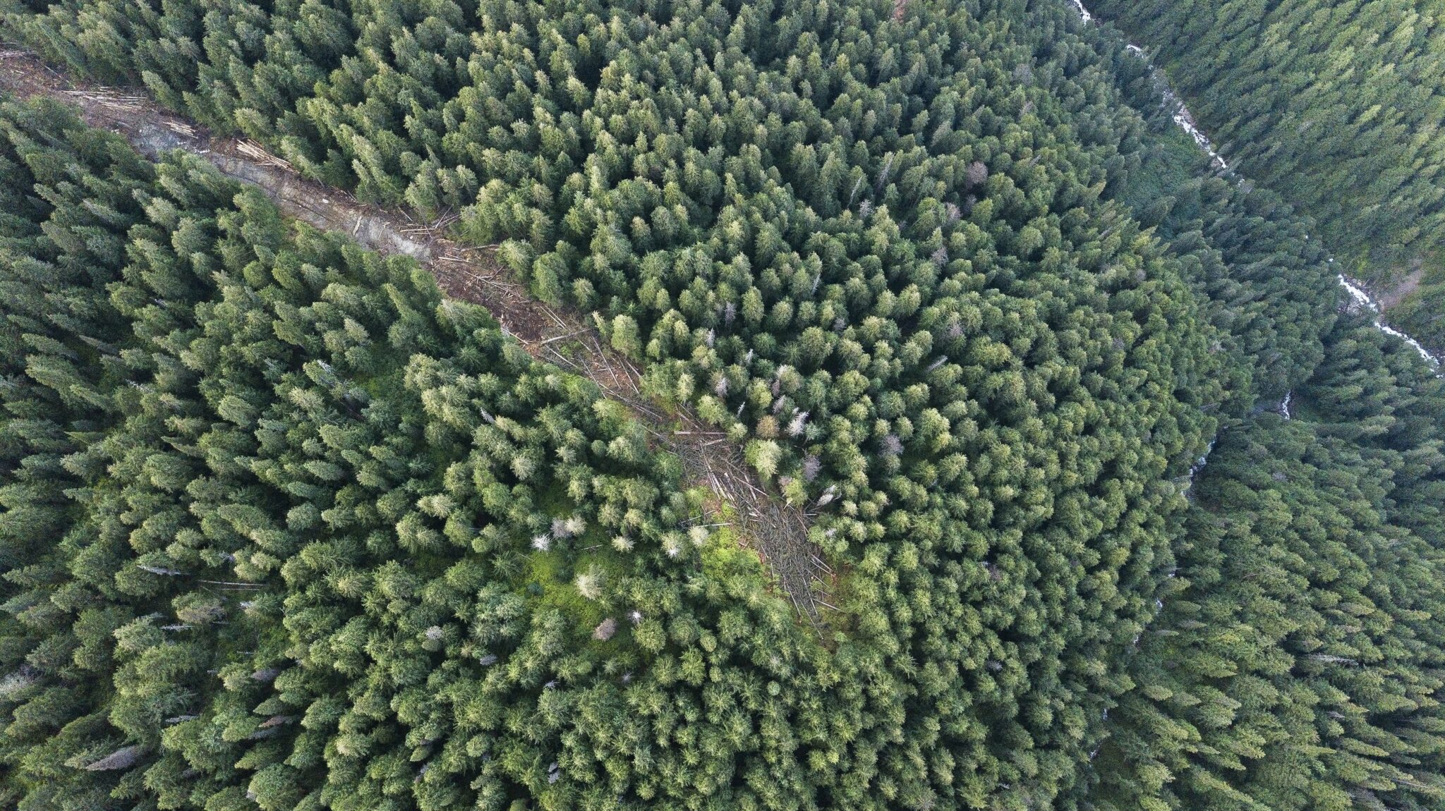 B.C. Timber Sales recently cut a five-kilometre road through old-growth cedar and hemlock to allow for logging in critical habitat for the endangered Columbia North caribou herd. The agency has now suspended plans to auction off 11 cutblocks. Photo: Casey Dubois Media and Echo Conservation Society