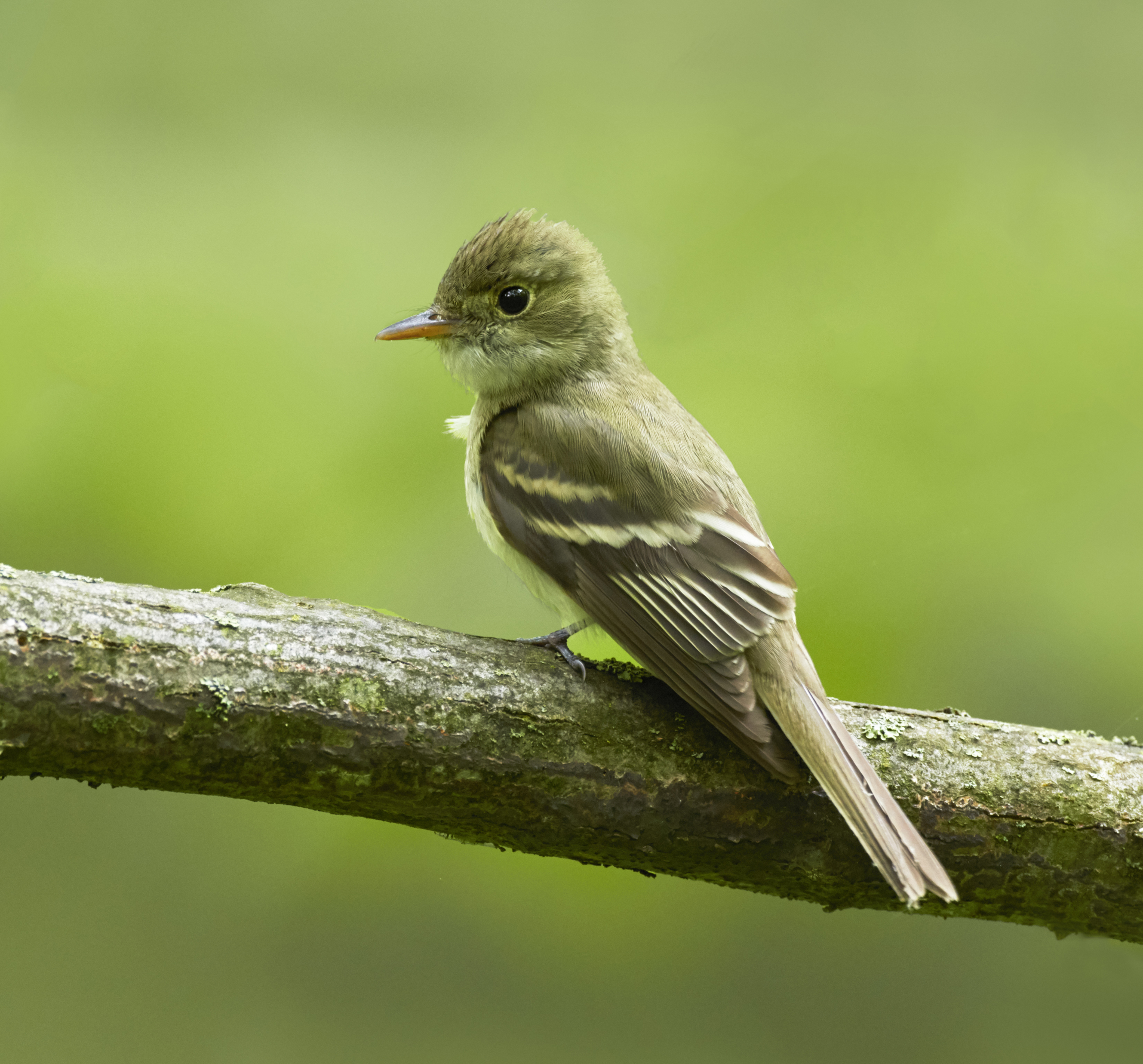 Acadian flycatcher (Robert McCaw).