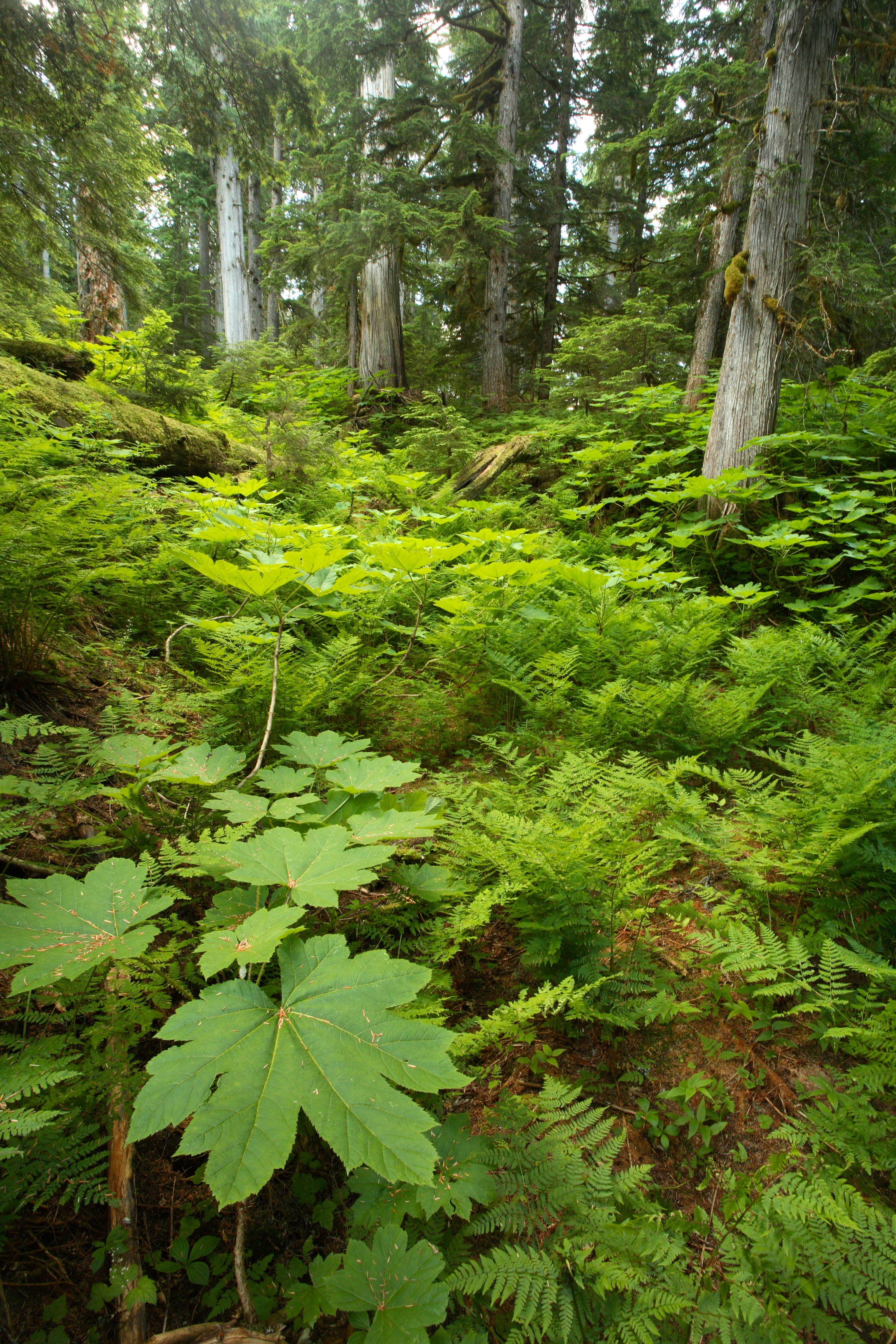 Incomappleux Valley B.C. (Jakob Dulisse)