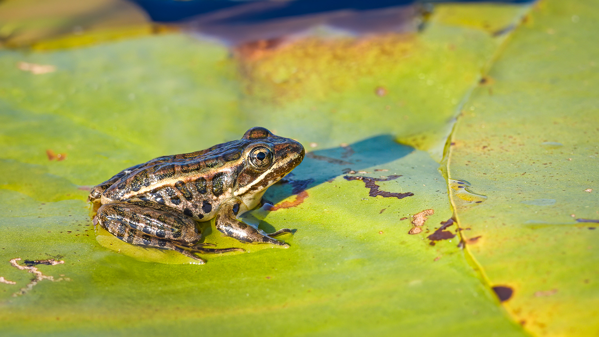 Photos:pickerel frog (Robert McCaw).