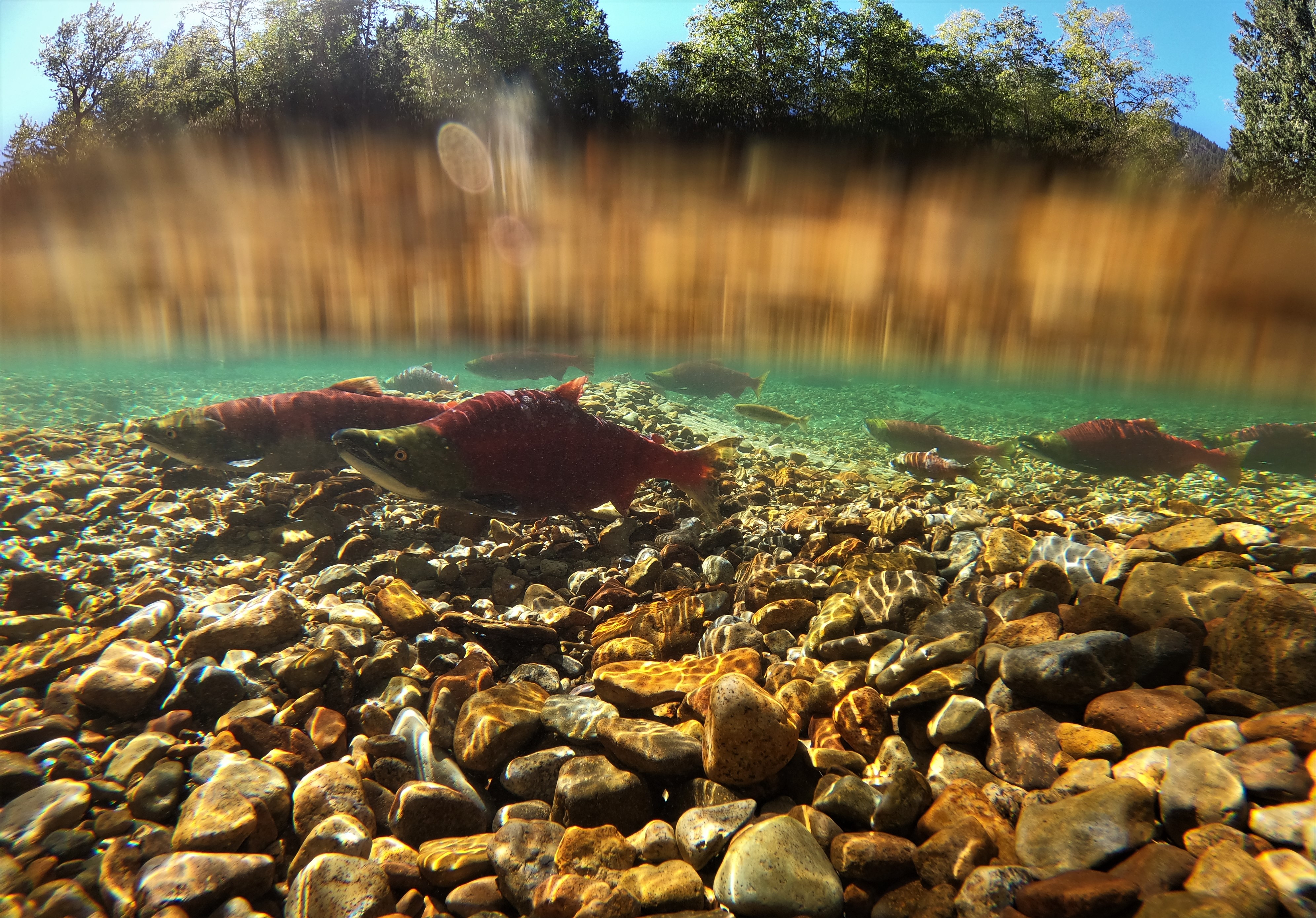 Photo: sockeye salmon, upper Chilliwack River, Ts’elxwéyeqw Tribe territory (WC files).