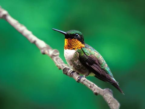 Nature Greeting Cards