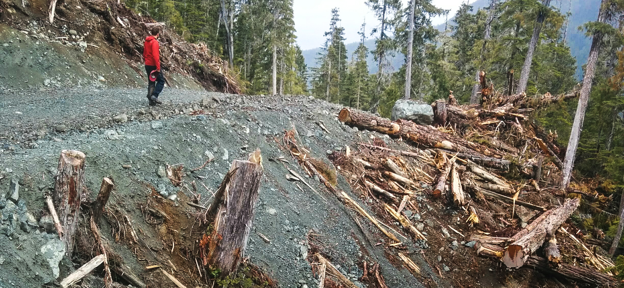 Torrance on a logging road