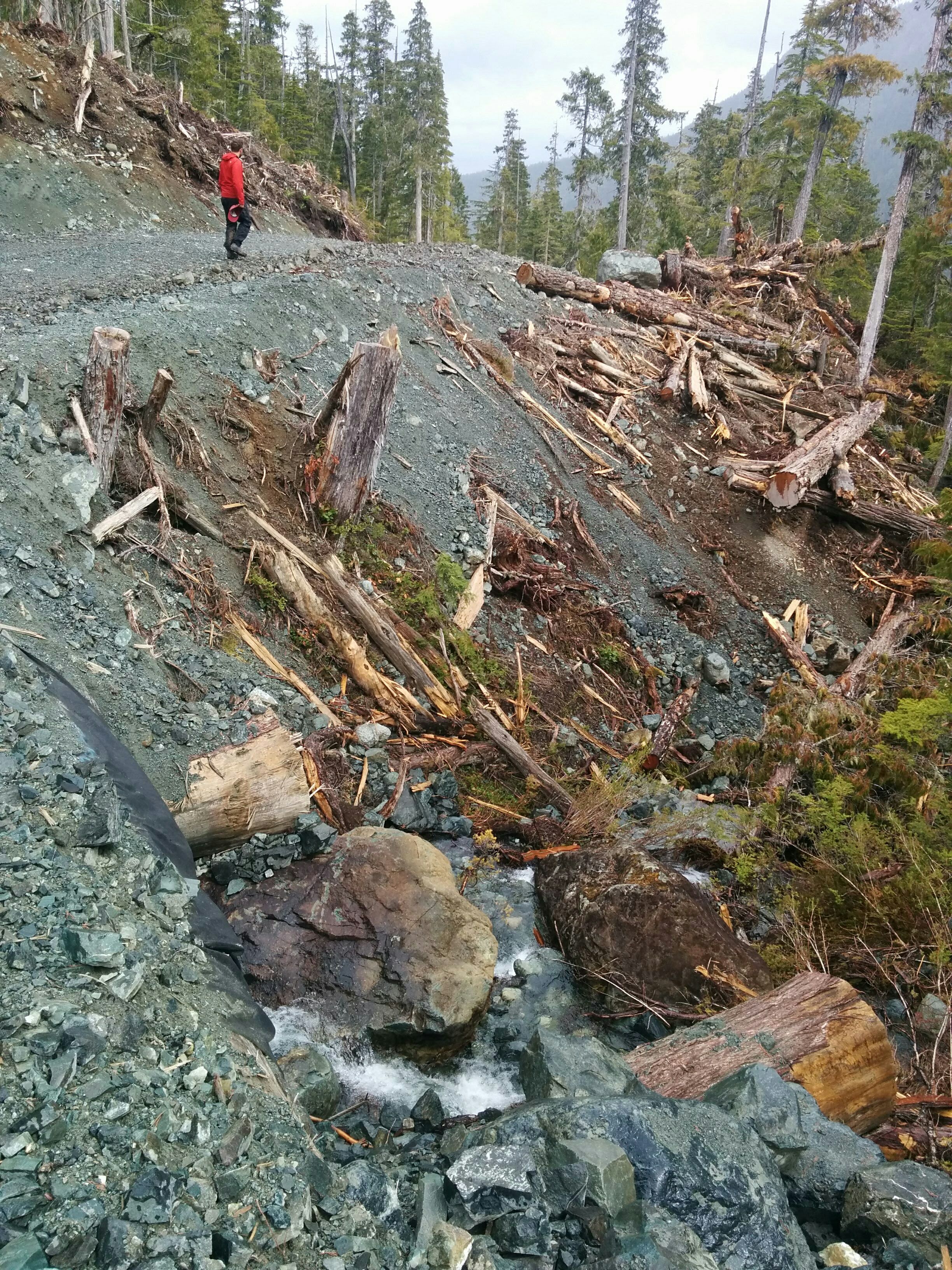 BCTS old-growth cutblock boundary in Schmidt Creek