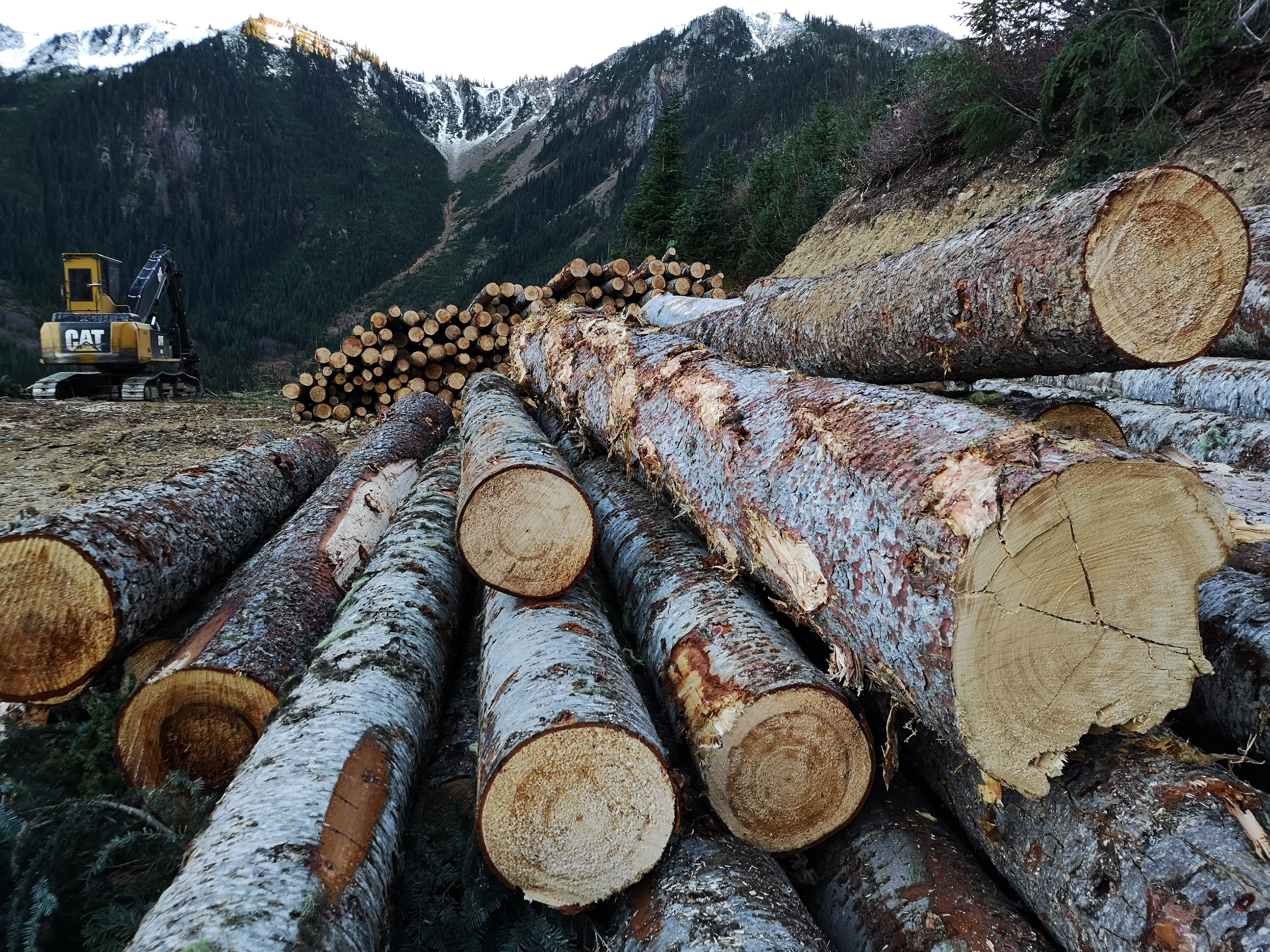 Stack of logs in Smitheram Creek Valley - Donut Hole. High elevation old-growth.