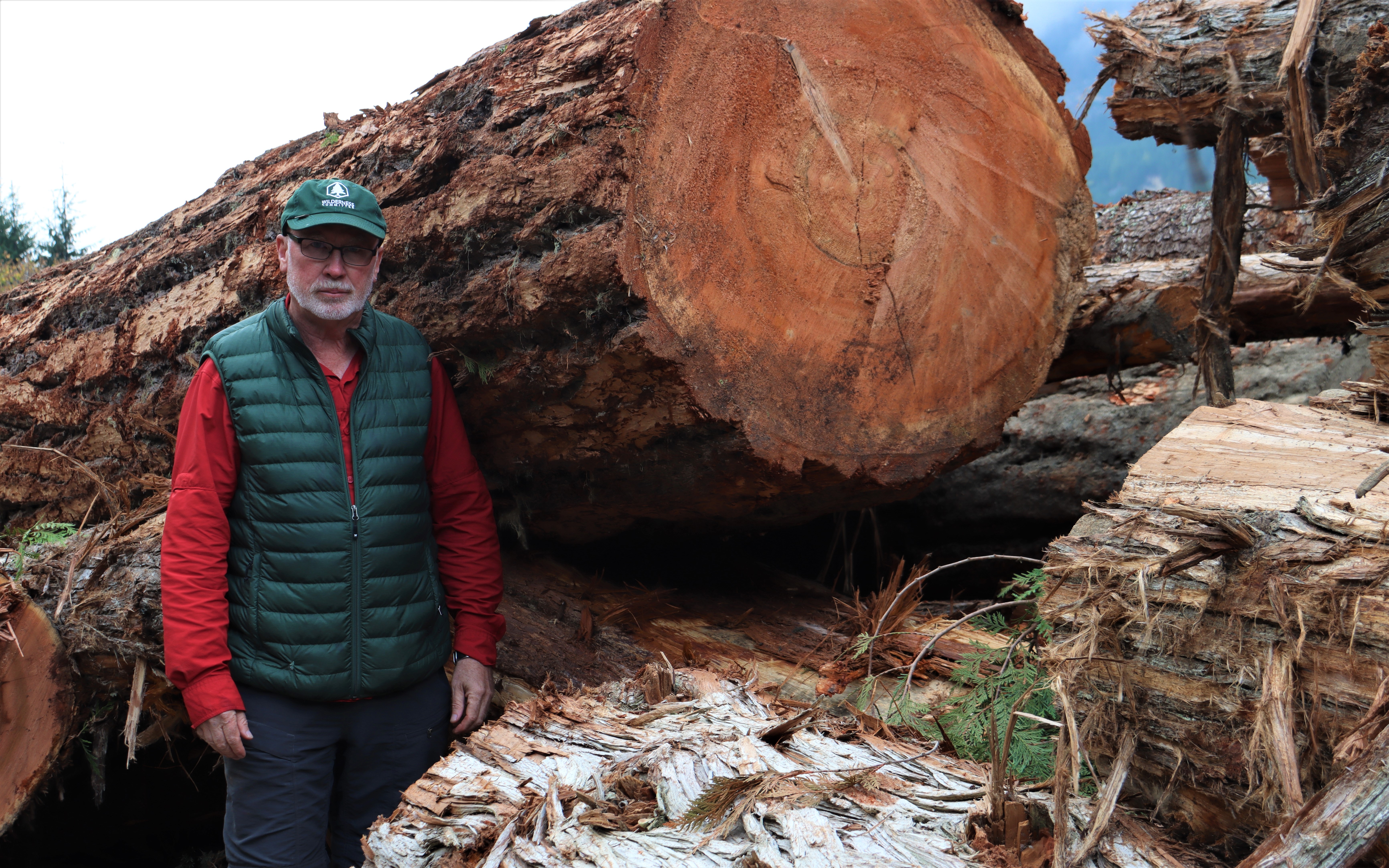 Photo: huge logs cut from old-growth forest spotted owl habitat in Spô’zêm Nation territory (WC files).