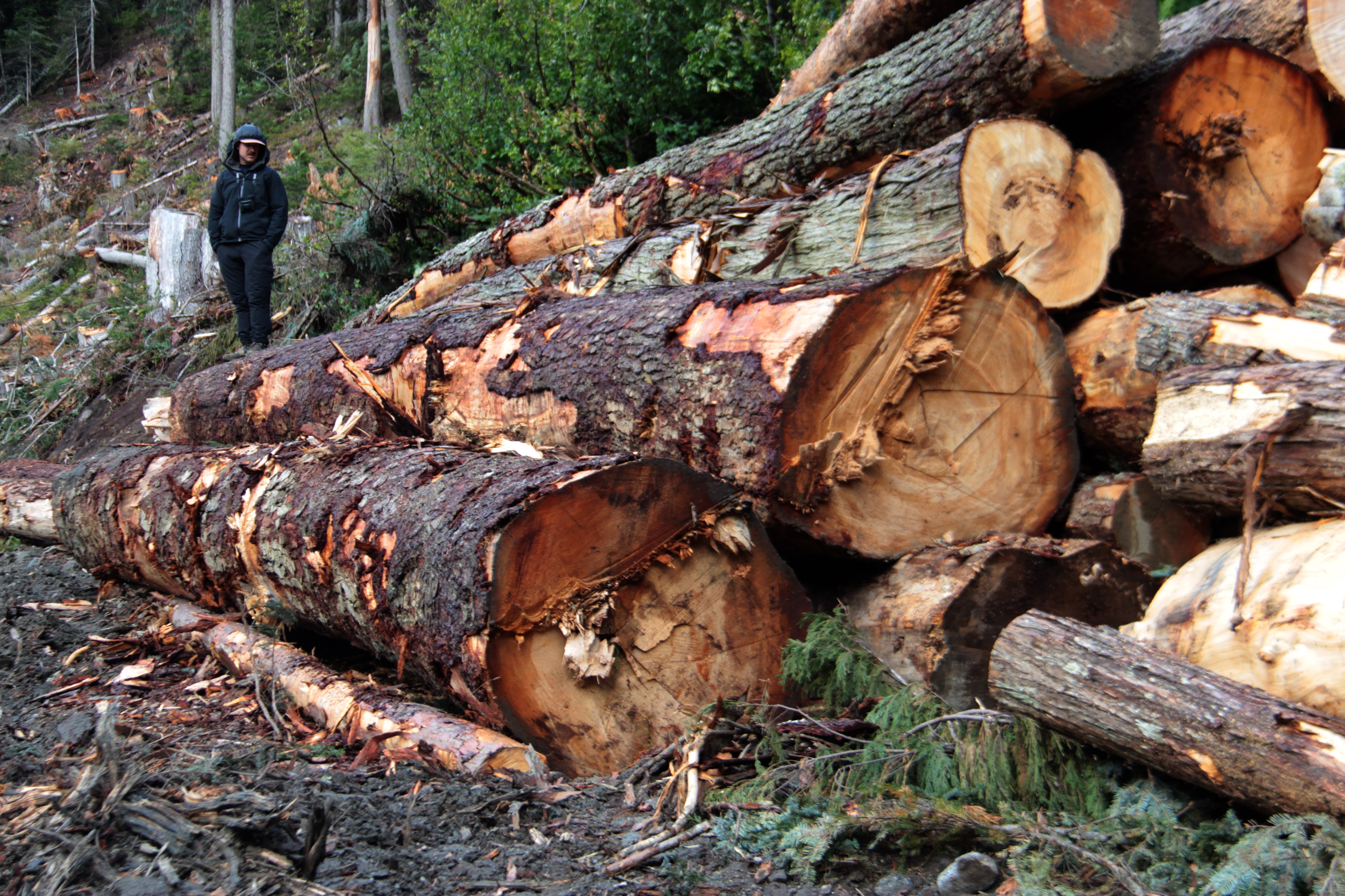 Photo: logs from old-growth forest spotted owl habitat in Spô’zêm Nation territory (WC files).